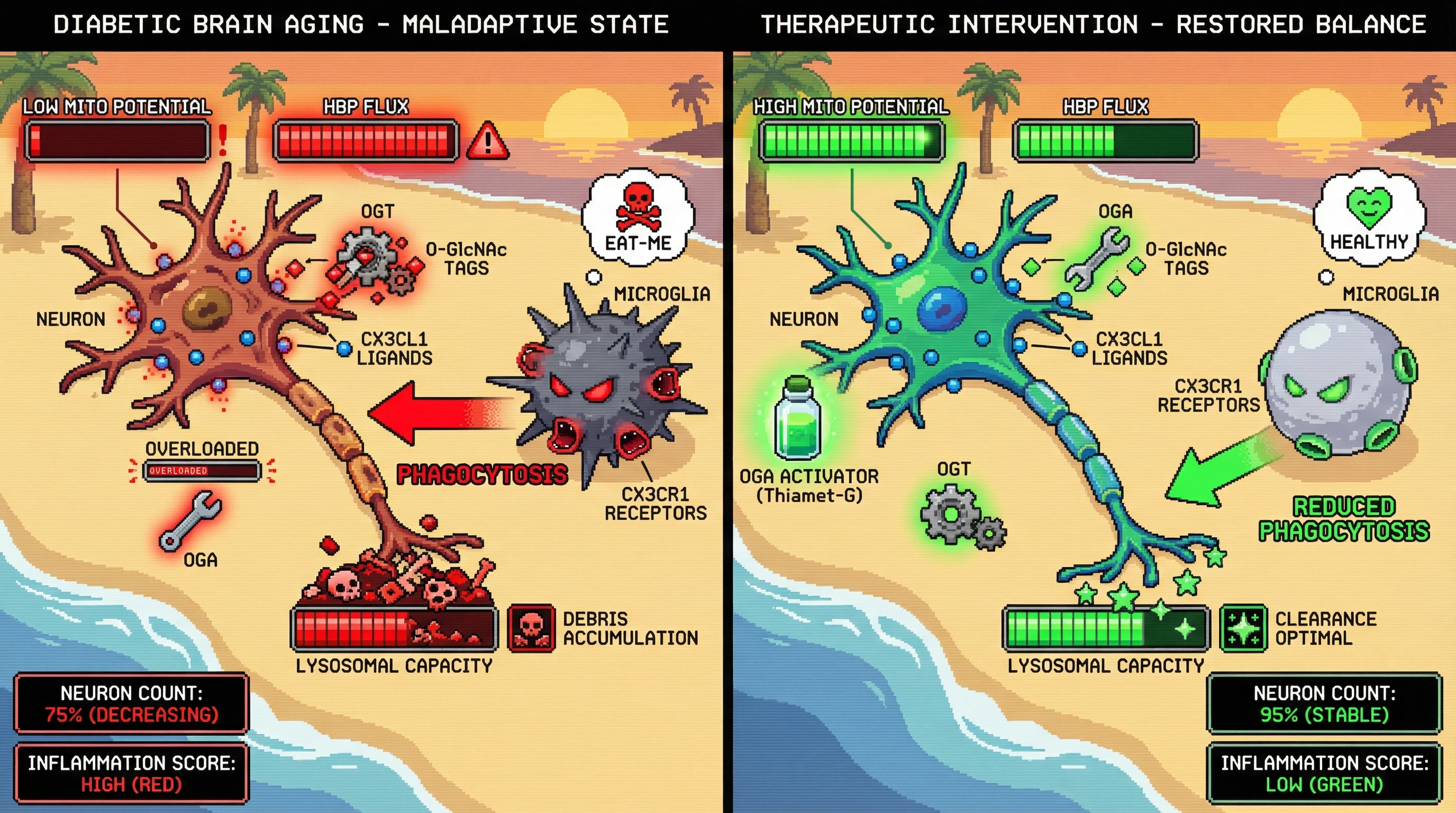 Infographic for: HBP‑Driven O‑GlcNAc Tagging Marks Inefficient Neurons for Microglial Eviction in Diabetic Brain Aging