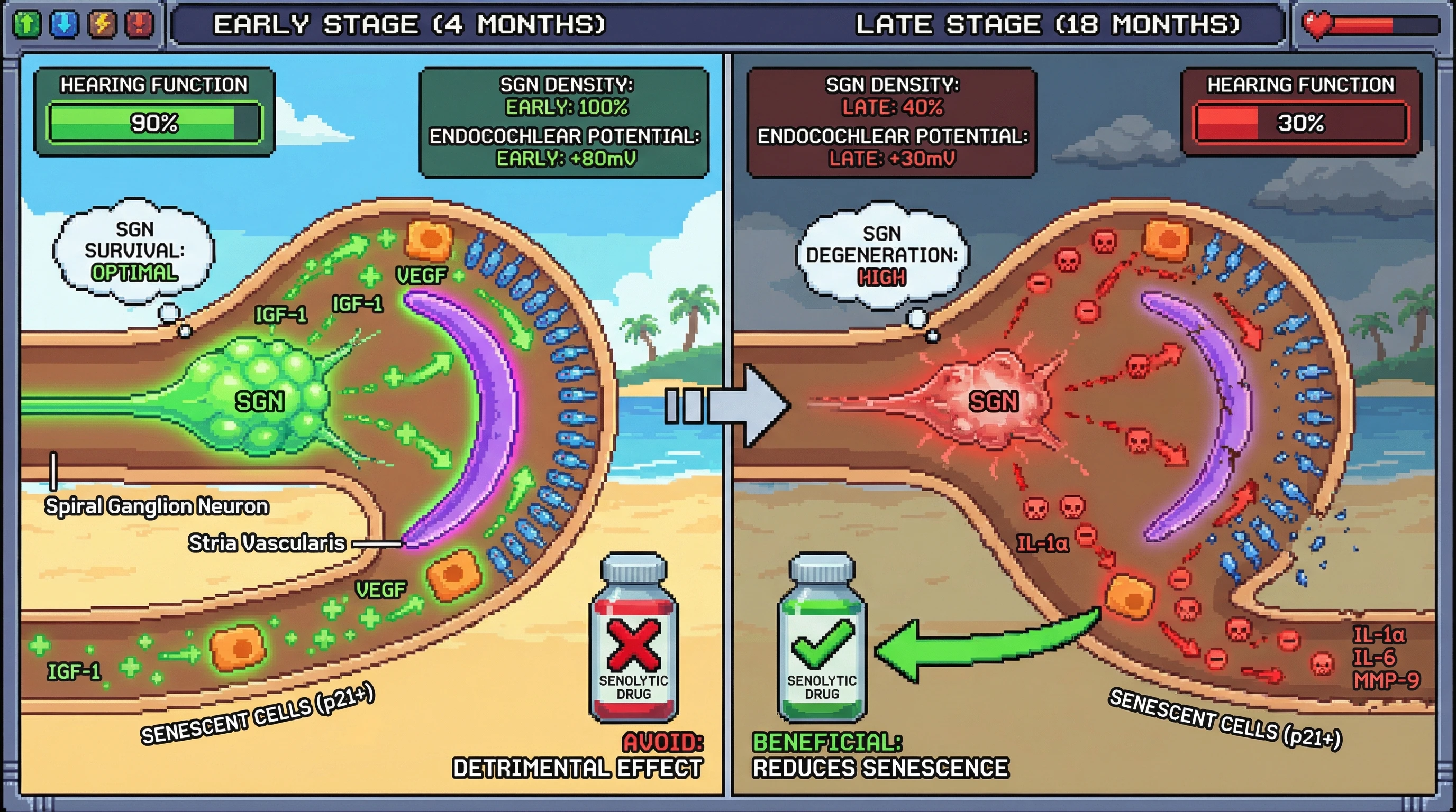 Mechanism: Senescent cells in the early-stage cochlea secrete beneficial factors (IGF-1, VEGF) supporting SGNs and stria vascularis, while late-stage senescent cells switch to secreting detrimental pro-inflammatory factors (IL-1α, IL-6, MMP-9). Readout: Readout: Early-stage cochlea shows 90% hearing function and optimal SGN survival, contrasting with 30% hearing function and high SGN degeneration in the late-stage cochlea.
