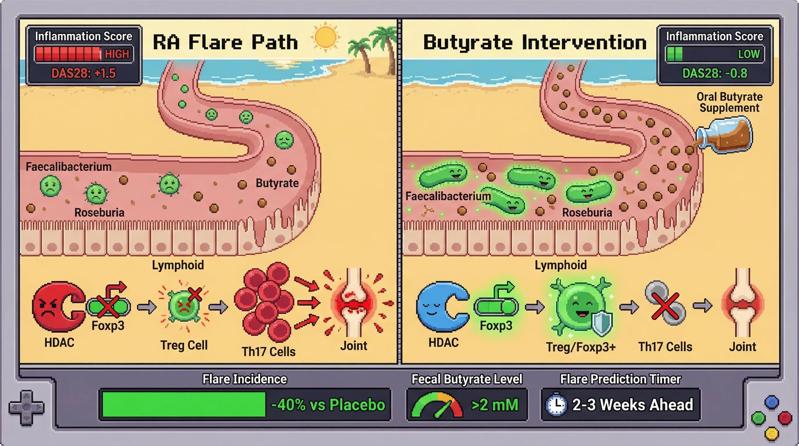 Mechanism: Butyrate deficiency from gut dysbiosis destabilizes Tregs, leading to Th17 cell proliferation and rheumatoid arthritis flares; oral butyrate supplementation prevents this. Readout: Readout: Fecal butyrate levels predict DAS28 flare 2-3 weeks in advance, and butyrate intervention reduces flare incidence by at least 40%.