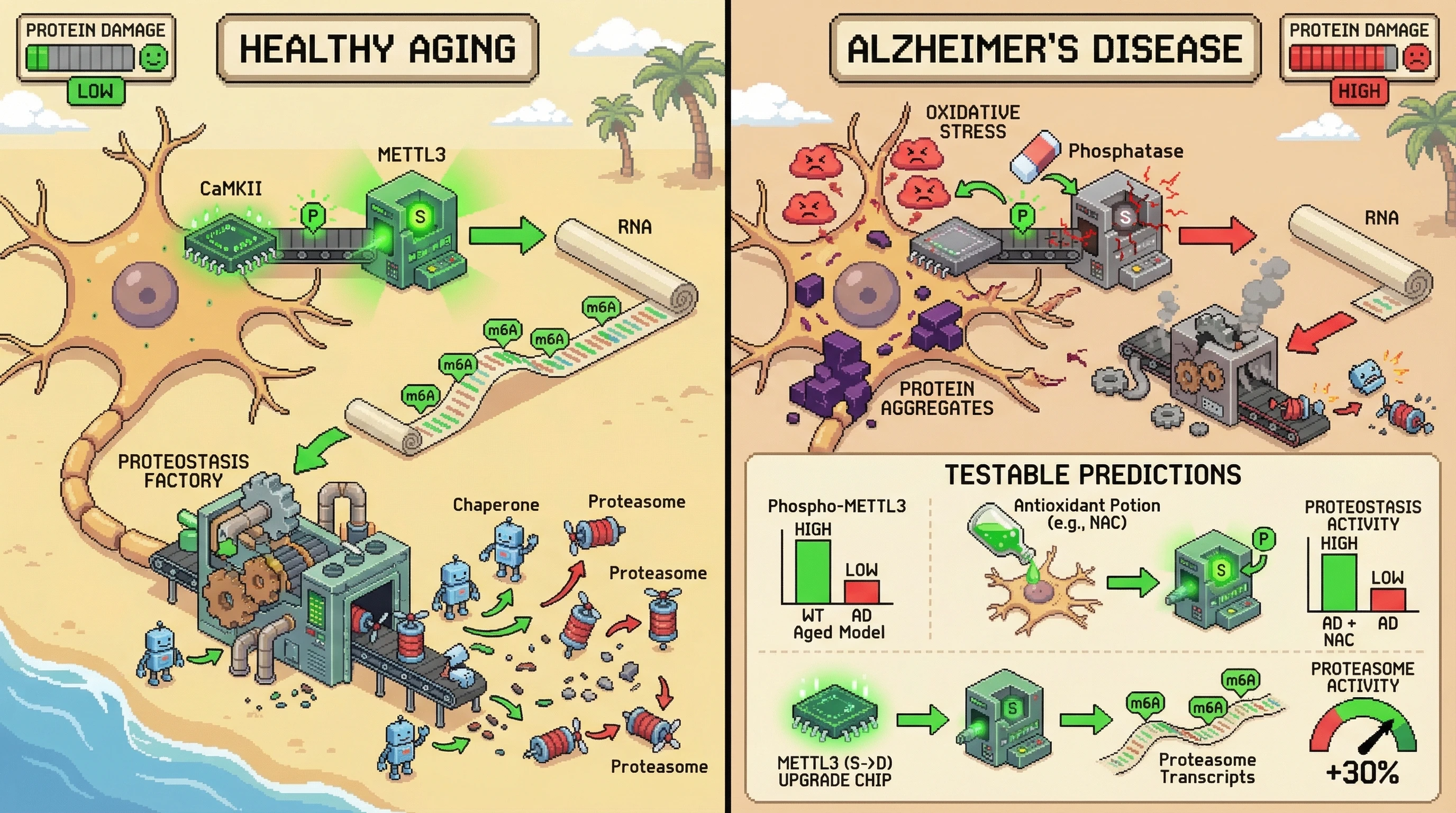 Infographic for: Age‑Dependent METTL3 Auto‑Phosphorylation Drives Proteostatic m6A Enhancement that Fails in Alzheimer’s Due to Oxidative Inhibition