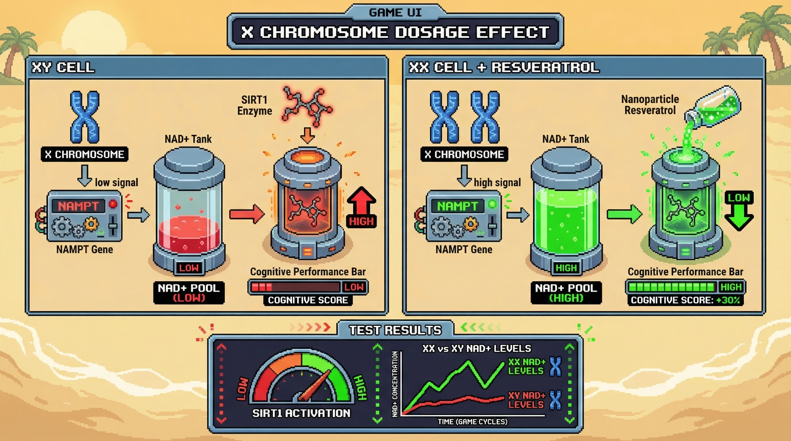 Mechanism: Higher X chromosome dosage in XX cells boosts NAD+ biosynthesis via escapee genes like NAMPT, leading to elevated NAD+ pools and enhanced SIRT1 activation. Readout: Readout: Nanoparticle resveratrol further activates SIRT1 in XX cells, reducing acetyl-PGC-1α levels and improving cognitive performance by 30% or more.