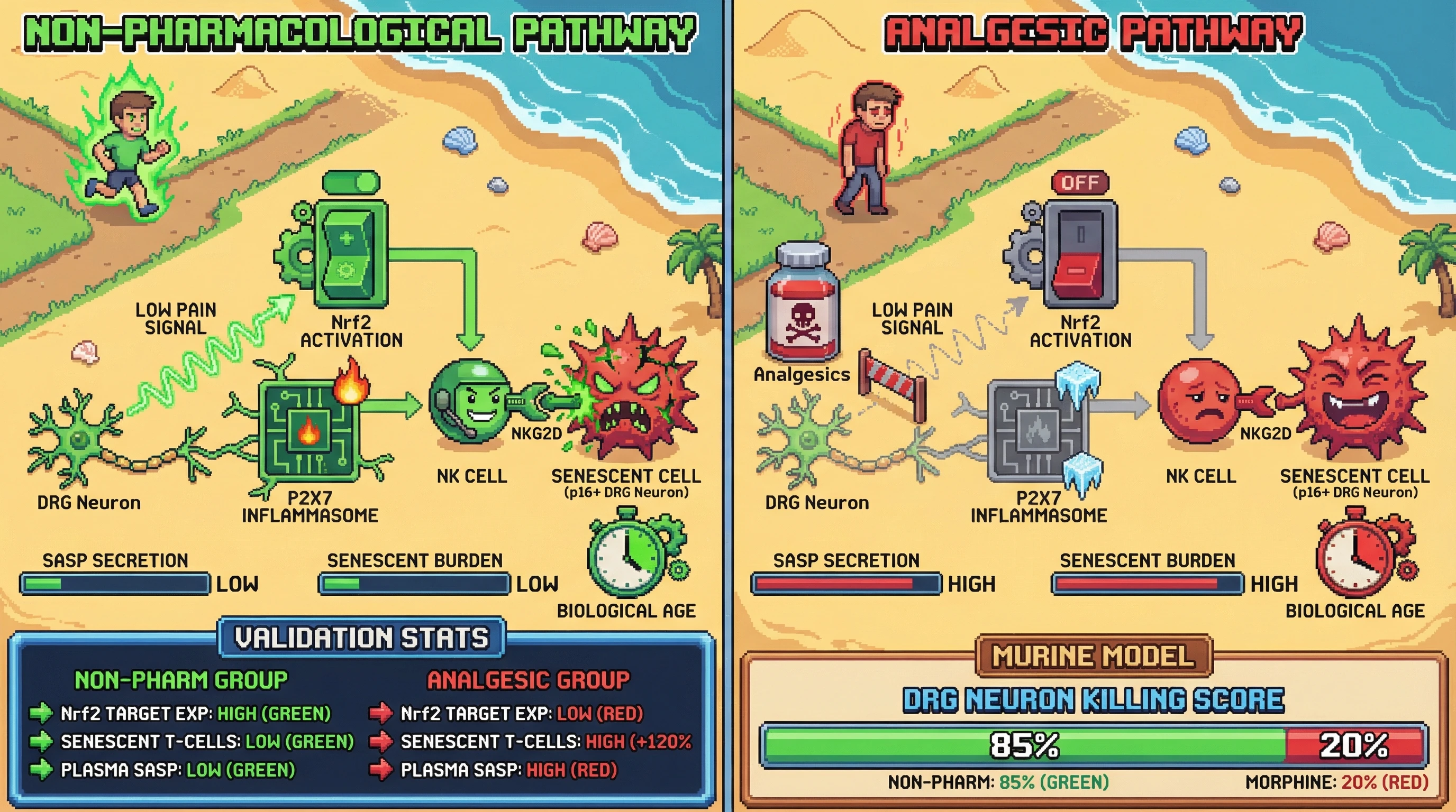 Infographic for: Analgesic suppression of pain-induced stress signaling impairs senescent cell clearance and accelerates biological aging