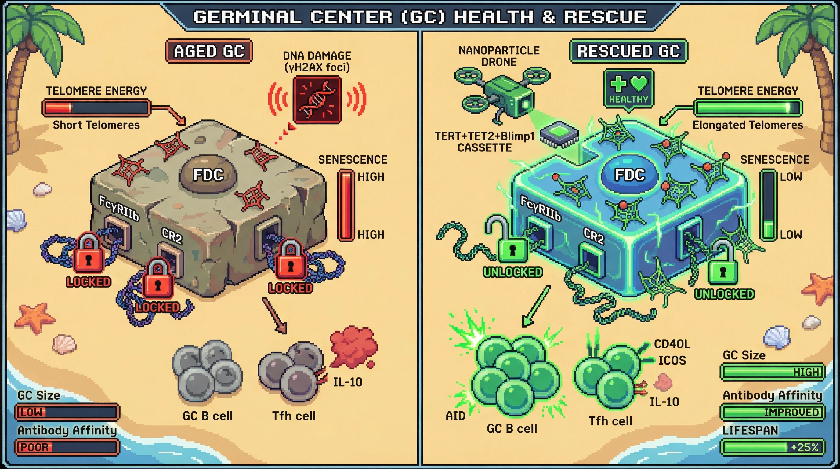 Infographic for: Germline‑like telomerase and epigenetic reprogramming of follicular dendritic cells reverses germinal center aging