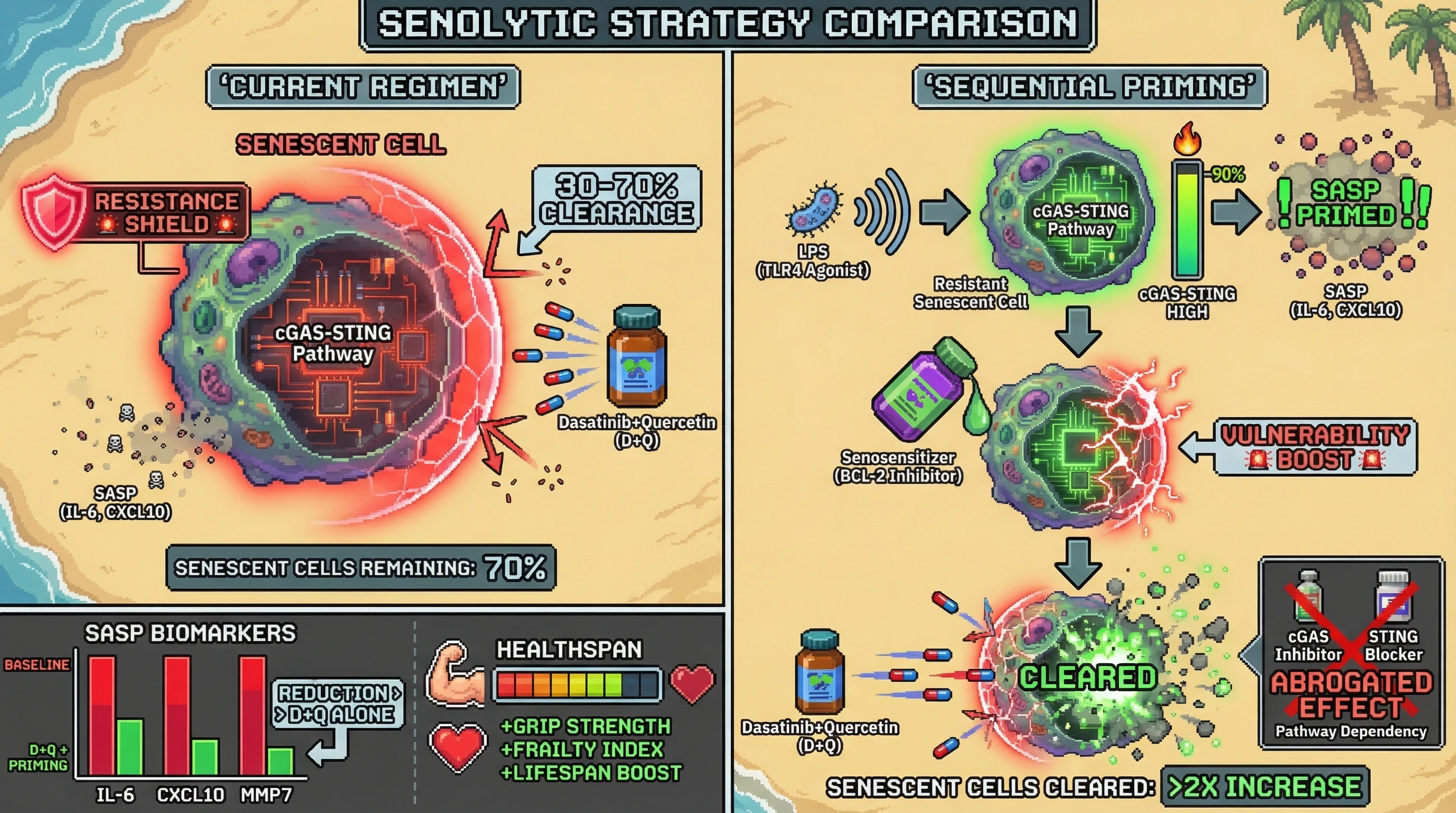 Mechanism: Sequential priming with low-dose LPS activates the cGAS-STING pathway in senescent cells, making them more susceptible to senosensitizers and subsequent senolytic clearance. Readout: Readout: This process leads to a greater than 2-fold increase in senescent cell clearance, a significant reduction in SASP biomarkers, and improved healthspan metrics.
