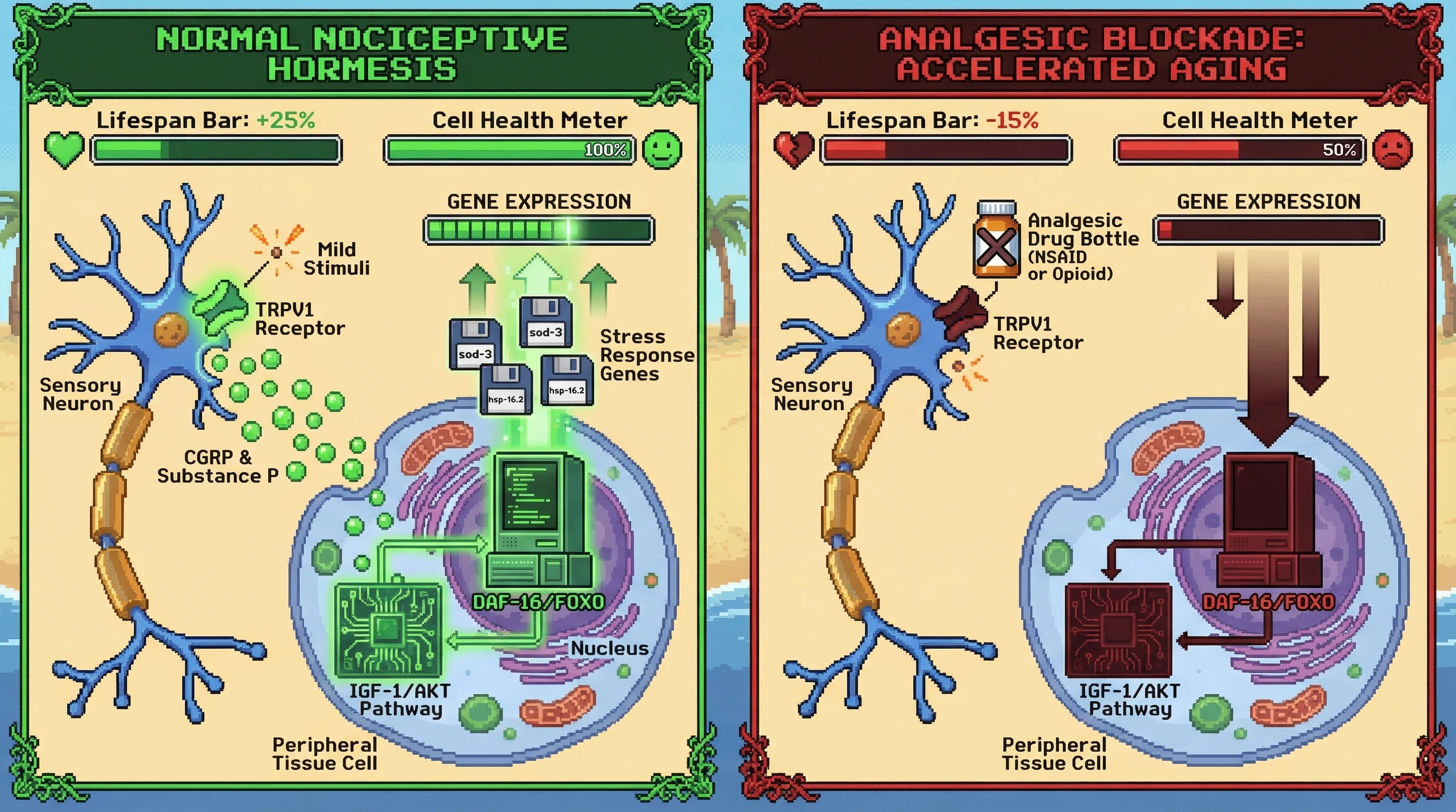 Mechanism: Chronic analgesic use blocks mild nociceptive signaling, preventing the activation of the IGF-1/AKT pathway and subsequent FOXO-mediated stress response in peripheral tissues. Readout: Readout: This leads to a depicted reduction in cellular health and a predicted decrease in organismal lifespan compared to normal hormetic signaling.