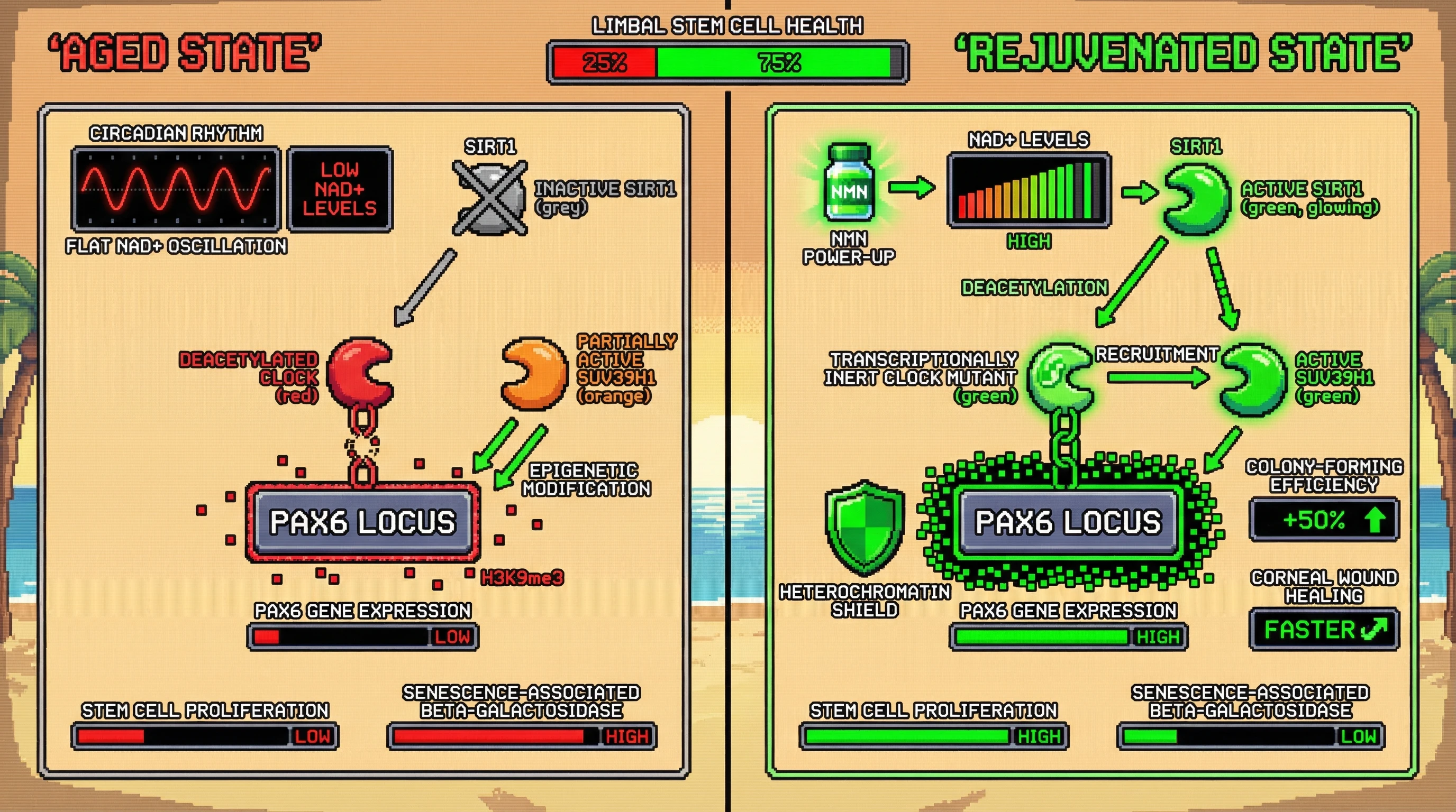 Infographic for: CLOCK-mediated heterochromatin stabilization safeguards PAX6+ limbal epithelial progenitors by coupling circadian state to epigenetic memory