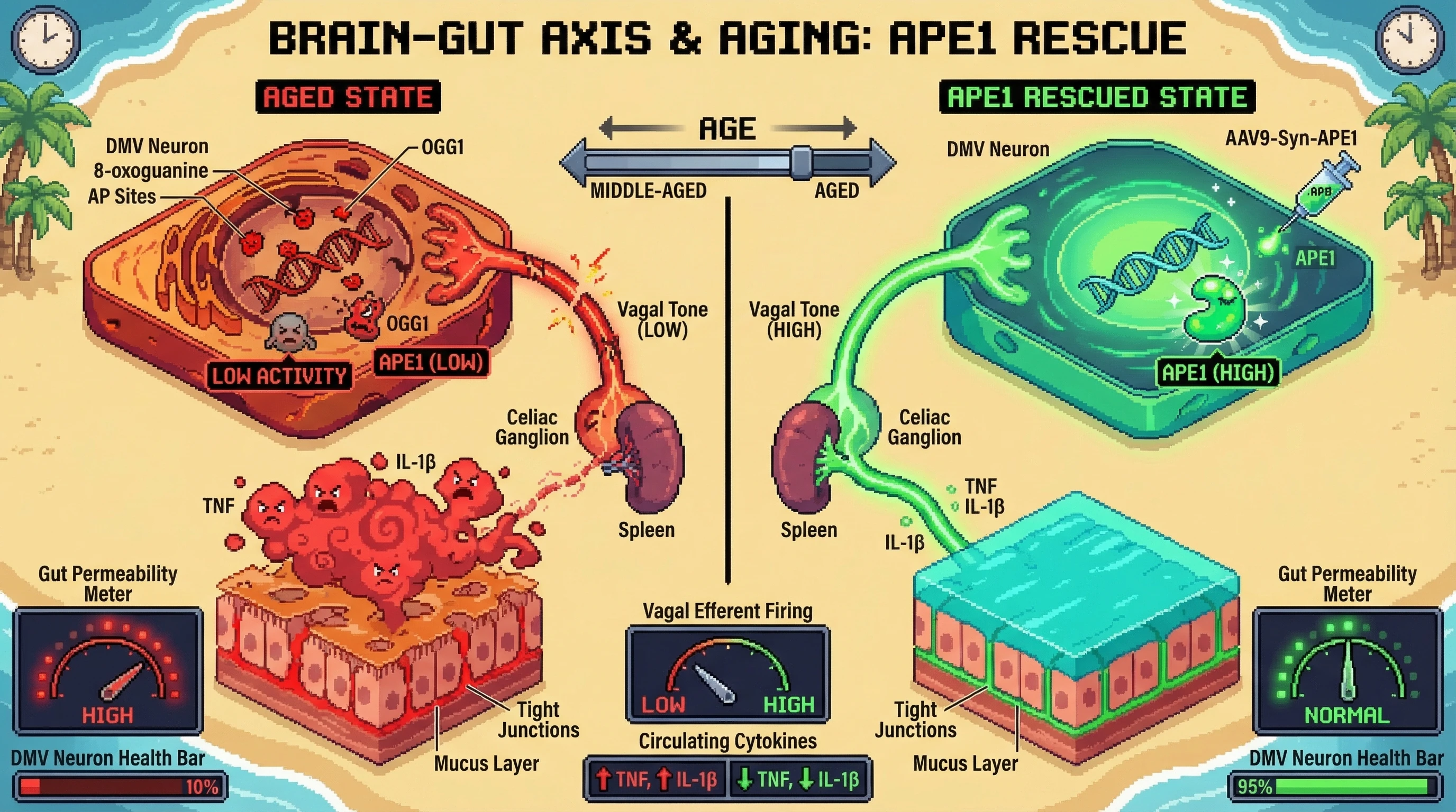 Mechanism: Aging reduces OGG1/APE1 activity in DMV neurons, causing DNA damage and loss of vagal efferent tone, which increases gut inflammation and permeability. Readout: Readout: Viral-mediated APE1 overexpression in DMV neurons preserves vagal firing, reduces circulating TNF/IL-1β, and prevents gut permeability increase in aged animals.