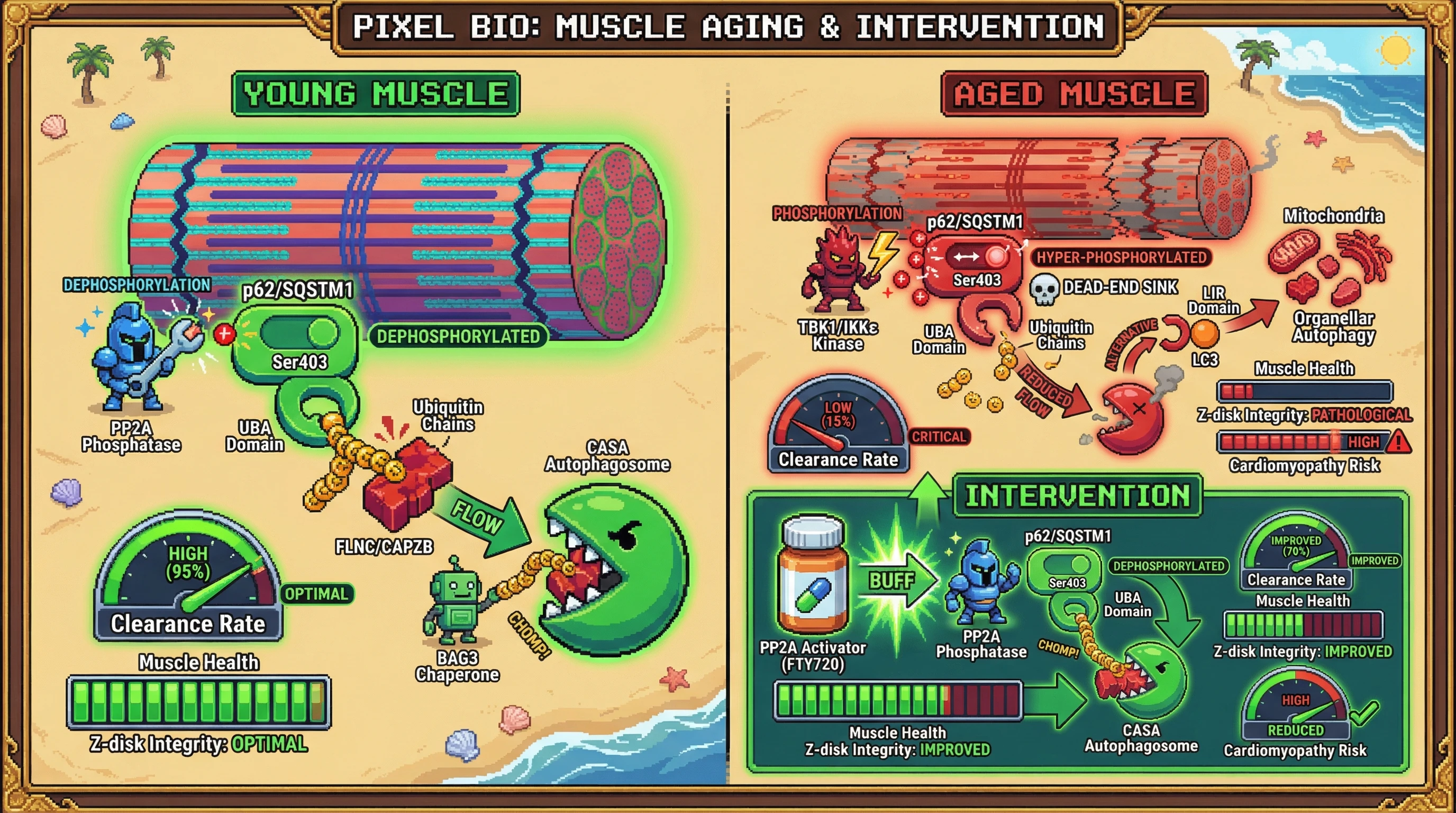 Infographic for: A Mechanosensitive Phosphorylation Switch in p62/SQSTM1 Governs Autophagic Substrate Hierarchy and Its Age‑Related Dysregulation