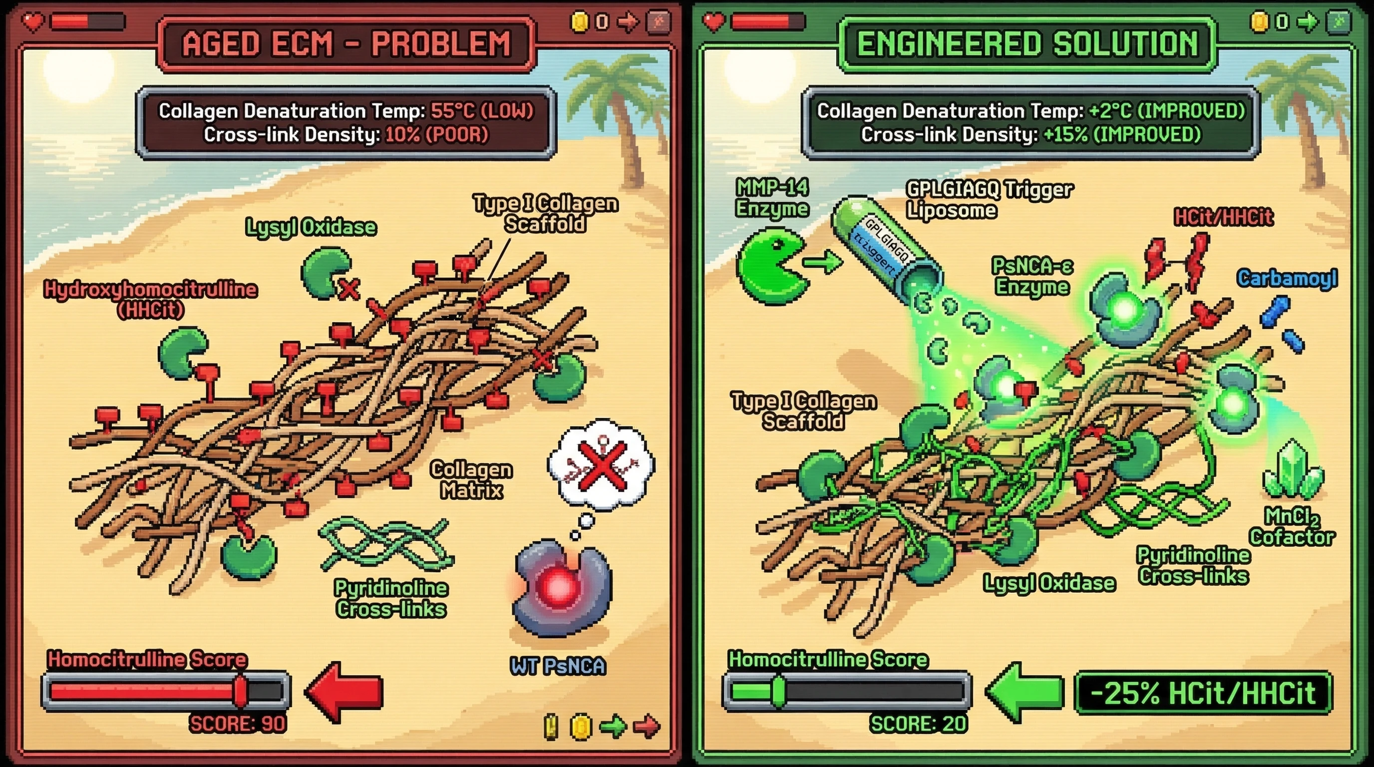 Infographic for: Engineering PsNCA to shift regiospecificity from α-N to ε-N carbamoyl hydrolysis, delivered via MMP-14-responsive DOT...