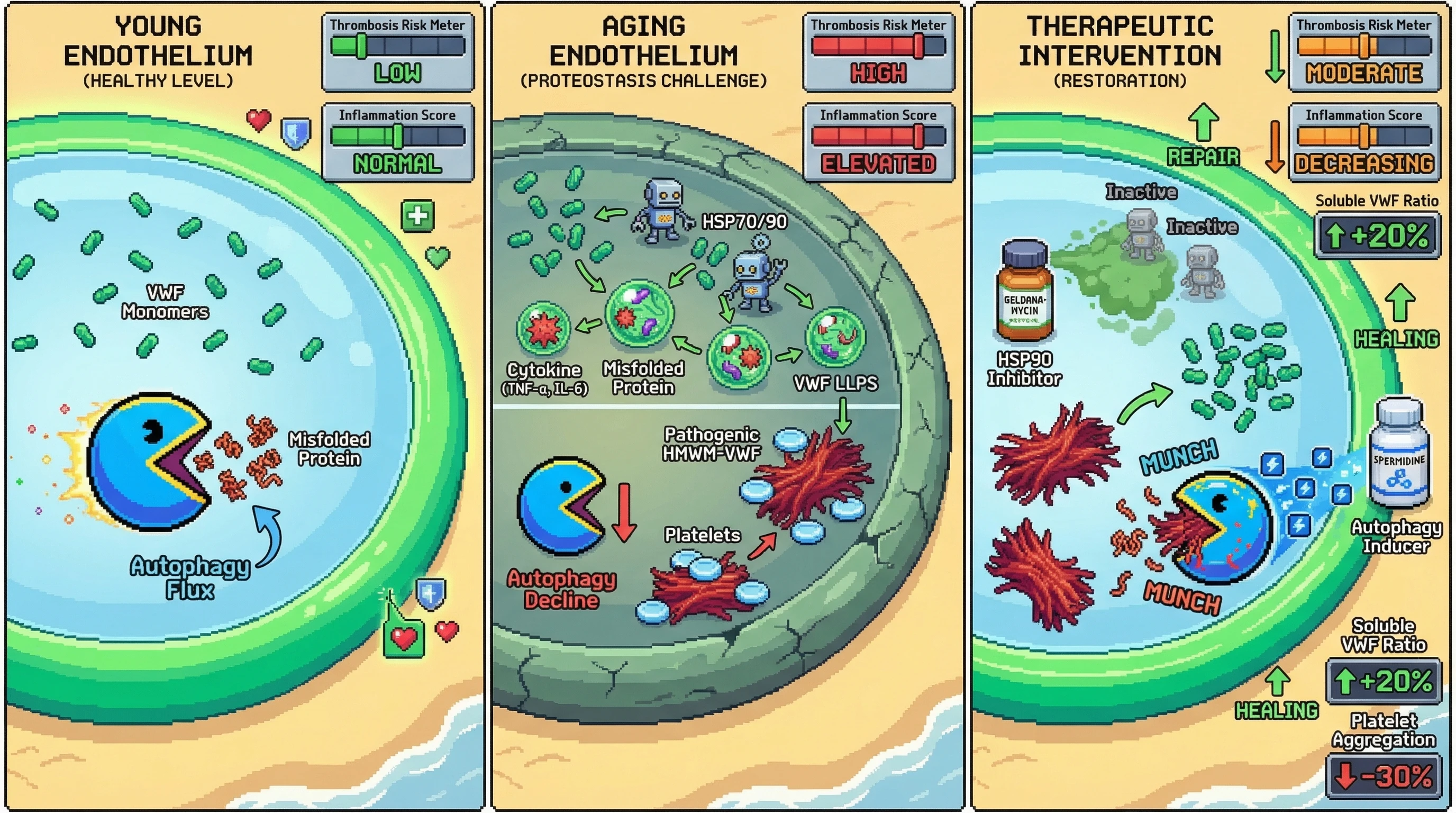 Infographic for: Chaperone‑Guided Phase Separation of von Willebrand Factor Multimers as a Proteostatic Adaptation in Aging Endothelium