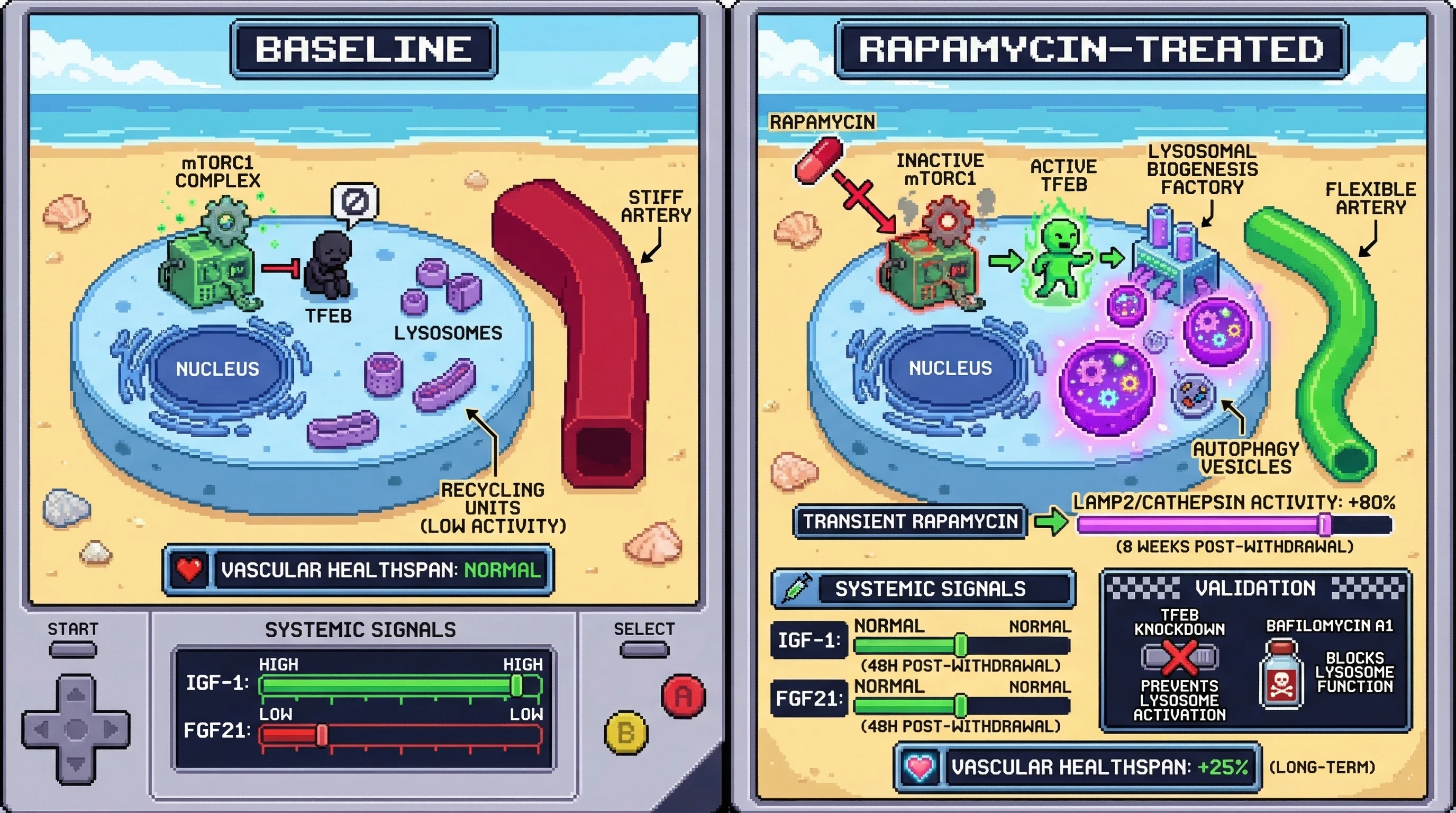 Infographic for: Endothelial lysosomal rejuvenation as the persistent vascular mechanism of rapamycin, independent of systemic famine signaling