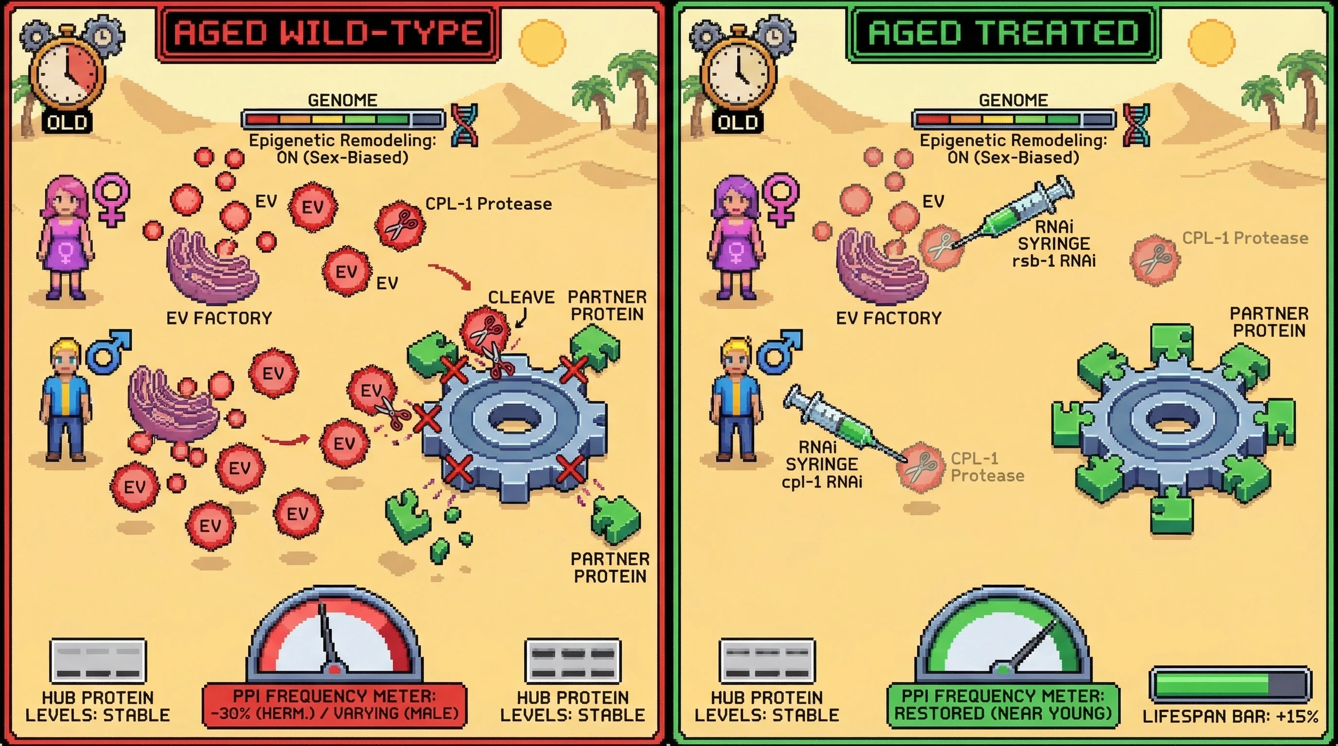 Infographic for: Sex‑biased extracellular vesicle signaling remodels the aged interactome via protease‑dependent cleavage of hub proteins