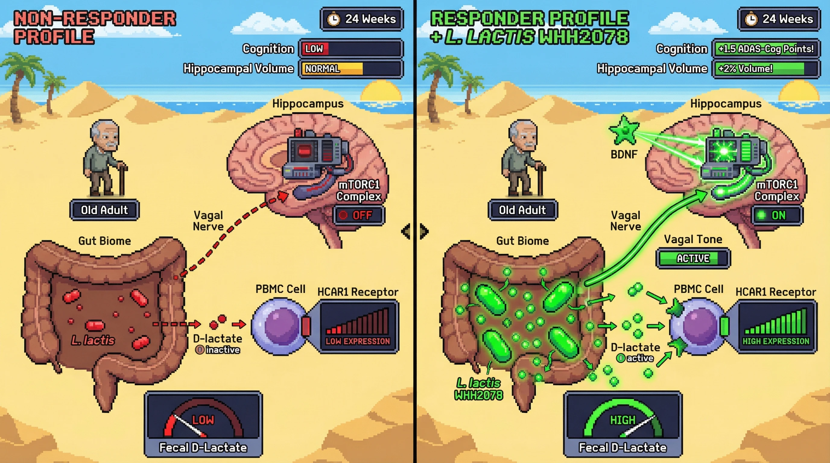 Infographic for: Strain‑Specific Lactate Production as a Predictor of Psychobiotic Efficacy in Age‑Related Cognitive Decline