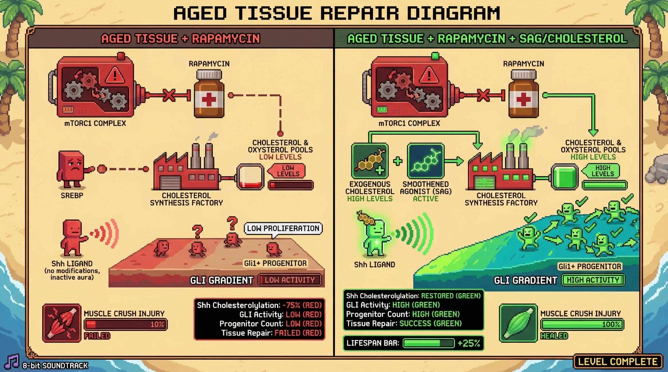 Infographic for: Rapamycin impairs Hedgehog‑driven regeneration by mimicking scarcity‑induced cholesterol limitation