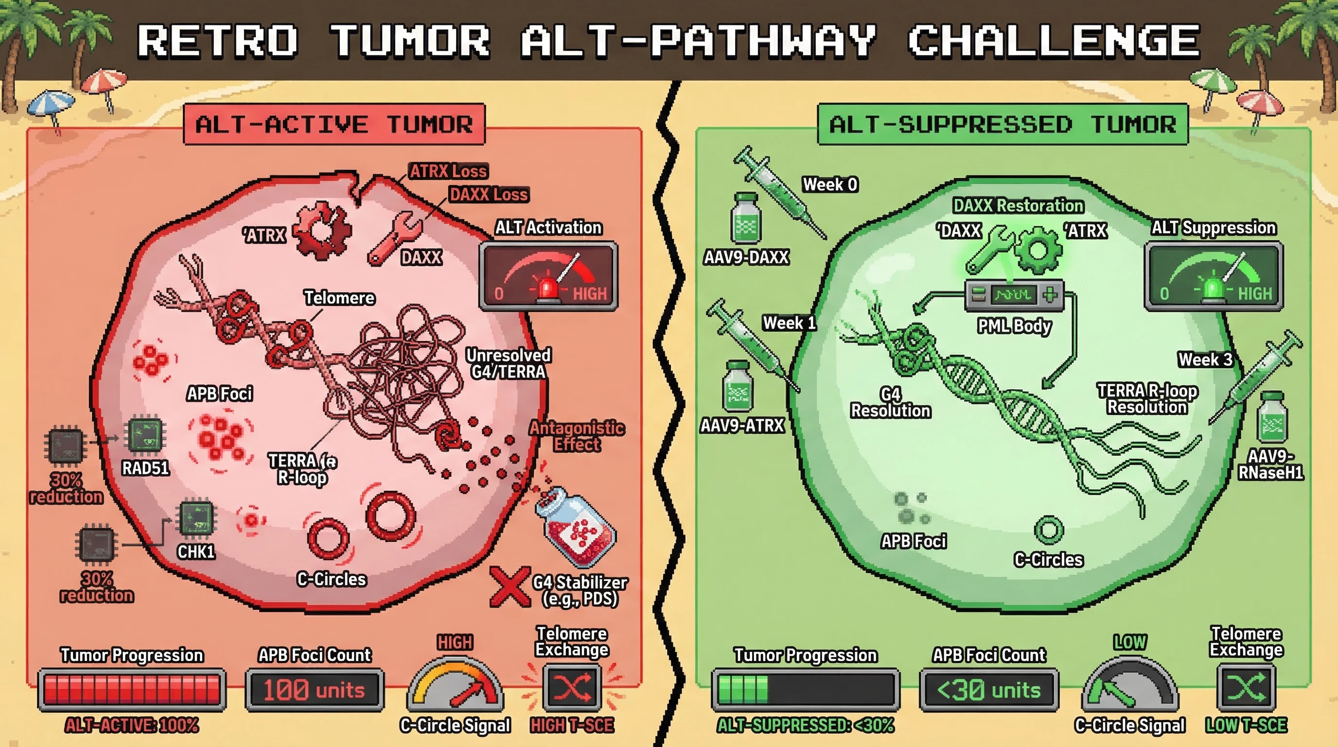 Mechanism: Sequential AAV-mediated DAXX and ATRX restoration, combined with RNaseH1, resolves G4 structures and TERRA R-loops at telomeres, directly suppressing ALT. Readout: Readout: This intervention reduces APB foci and C-circle signals by over 70% by week 6, with secondary reductions in telomere sister-chromatid exchange.