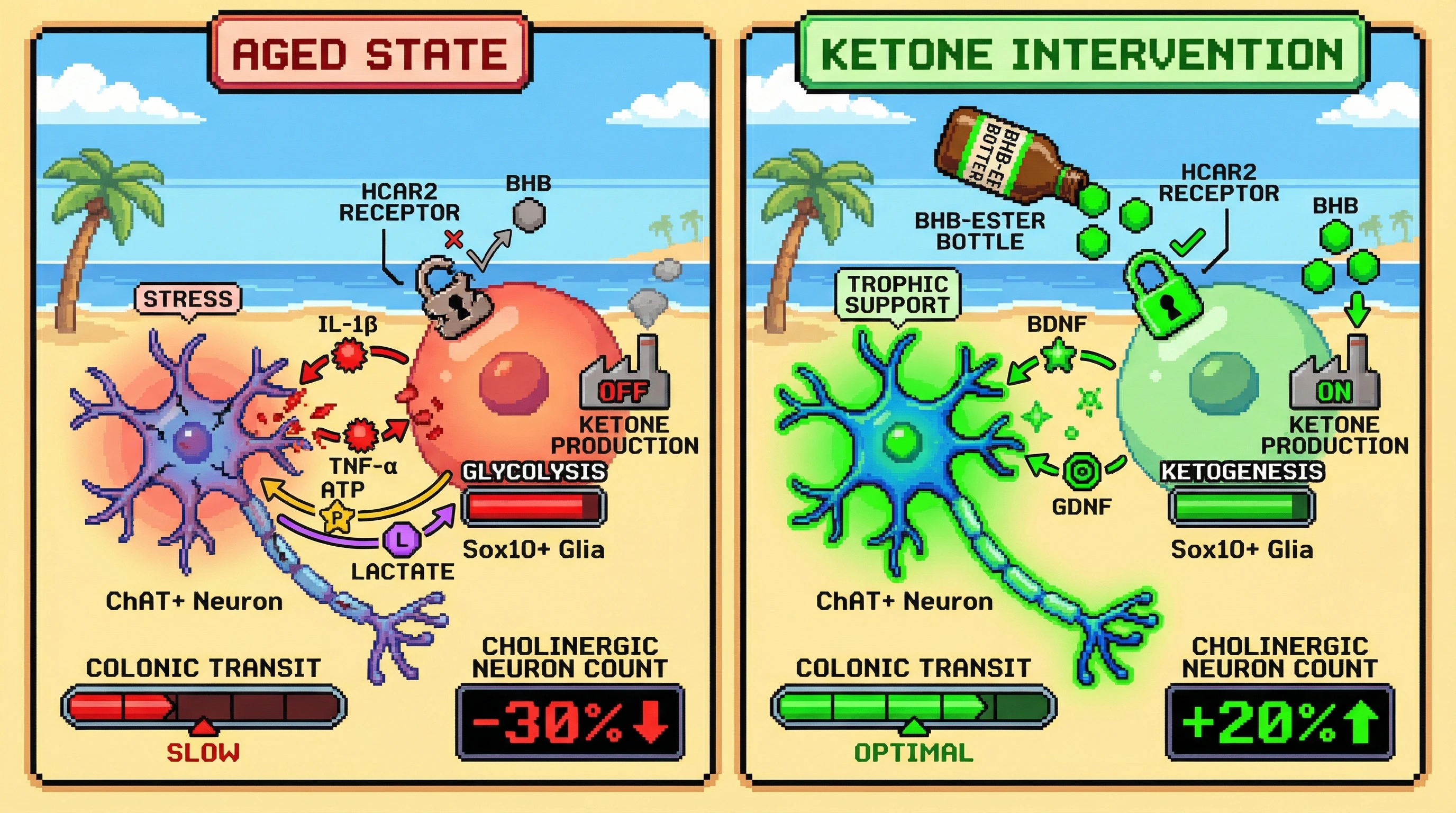 Infographic for: Hypothesis: Age‑dependent shift in enteric glial metabolism drives cholinergic neuron loss via suppressed ketone‑body signaling