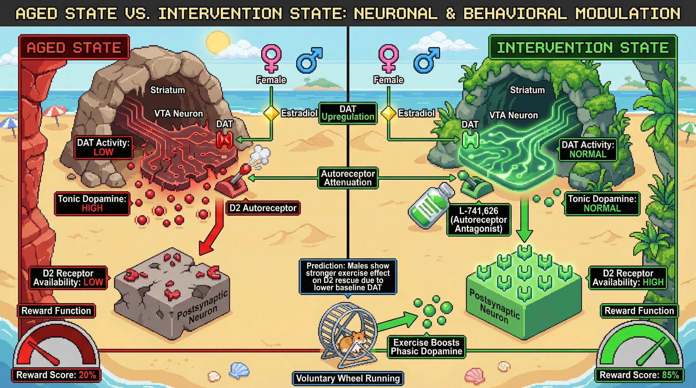 Infographic for: Sex‑Specific Autoreceptor Dyshomeostasis Drives Age‑Related Striatal D2 Loss and Exercise‑Resilient Reward Function