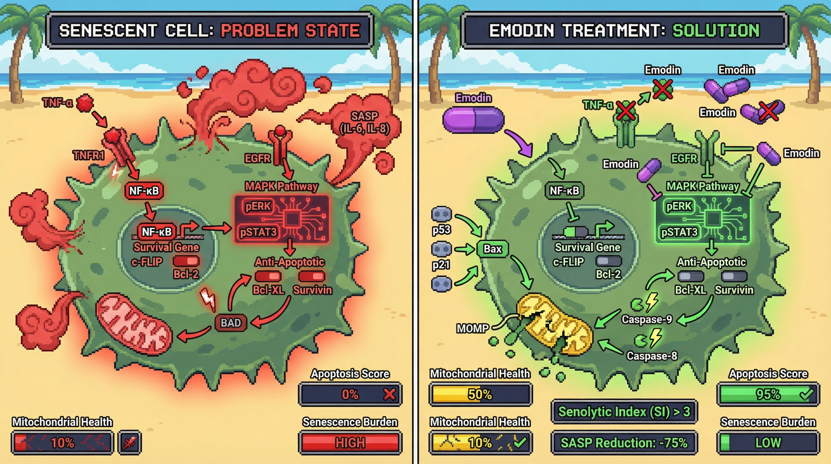 Infographic for: Emodin as a selective senolytic via TNF-α neutralization and EGFR/MAPK–driven mitochondrial apoptosis