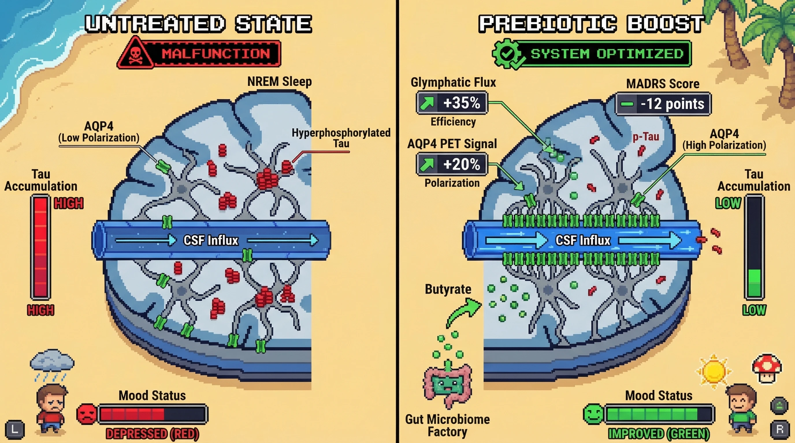 Mechanism: Prebiotic intervention increases butyrate production, which enhances Aquaporin-4 (AQP4) polarization at astrocytic endfeet, accelerating glymphatic clearance of pathogenic tau during NREM sleep. Readout: Readout: This leads to a +35% glymphatic flux efficiency, +20% AQP4 polarization, and a 12-point reduction in MADRS depression scores.