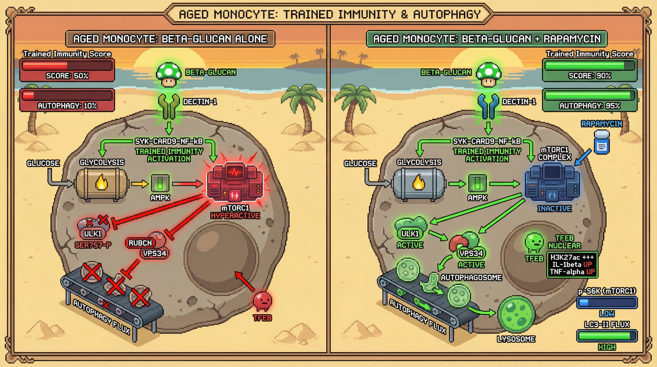 Infographic for: Trained Immunity Inducers Fail to Override Age‑Related mTORC1‑Driven Autophagy Suppression in Monocytes Unless Combined with Low‑Dose Rapamycin