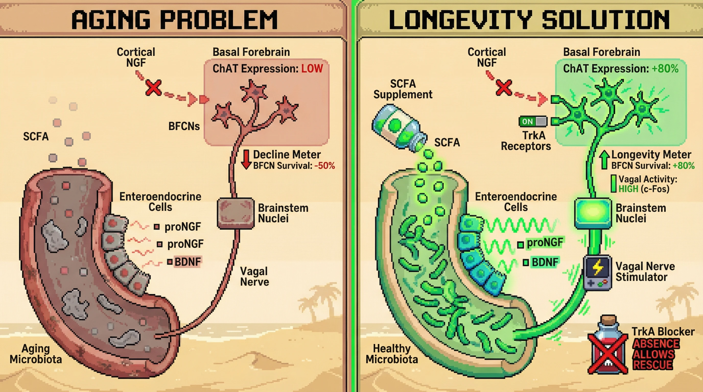 Infographic for: Gut‑Derived Neurotrophins Sustain Basal Forebrain Cholinergic Neurons via Vagal Afferents, Offering a Bottom‑Up Longevity Strategy