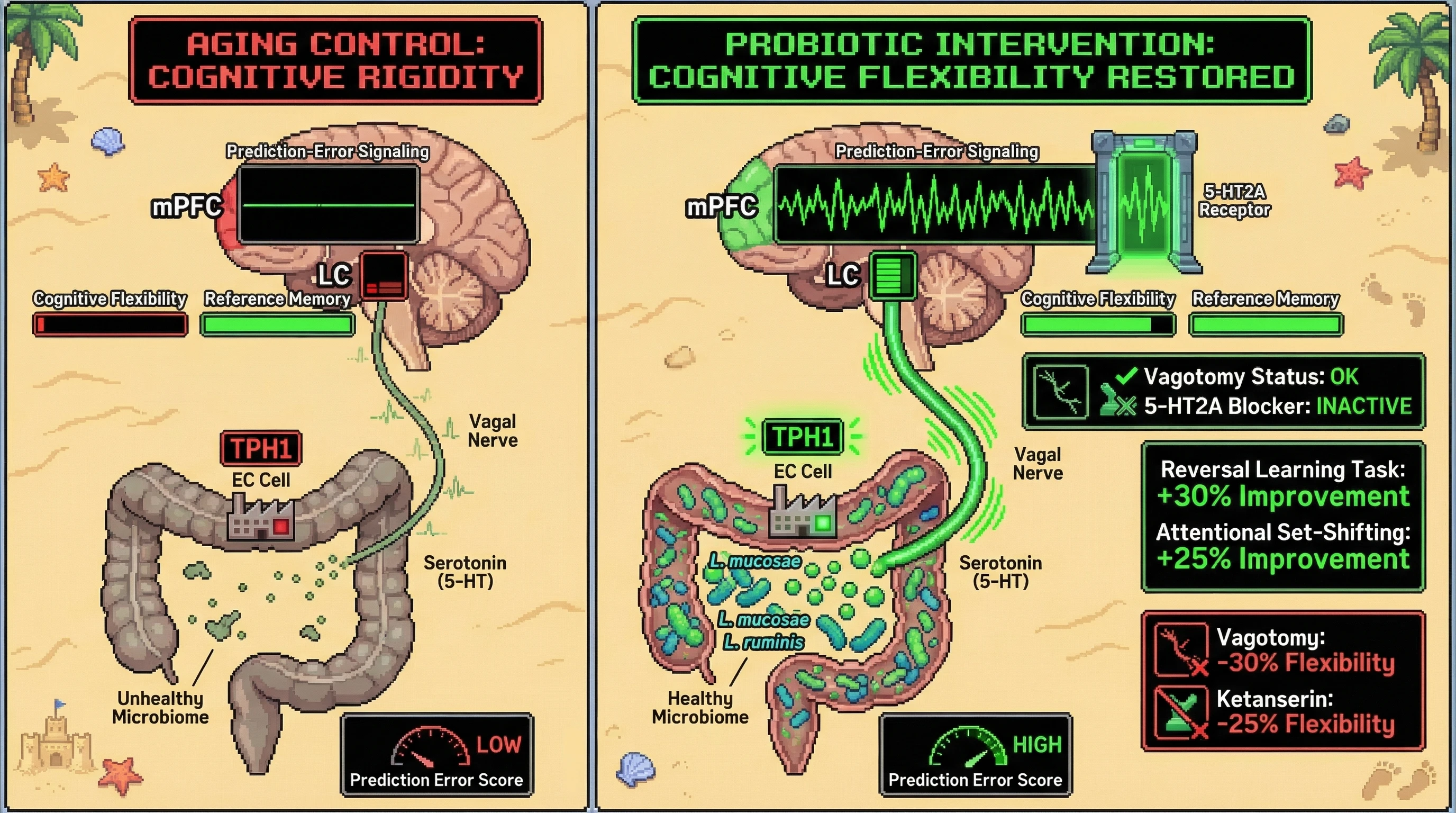 Infographic for: Restoring Enterochromaffin-Derived Serotonin Reintroduces Prediction‑Error Signaling to Counteract Age‑Related Cognitive Over‑Consolidation