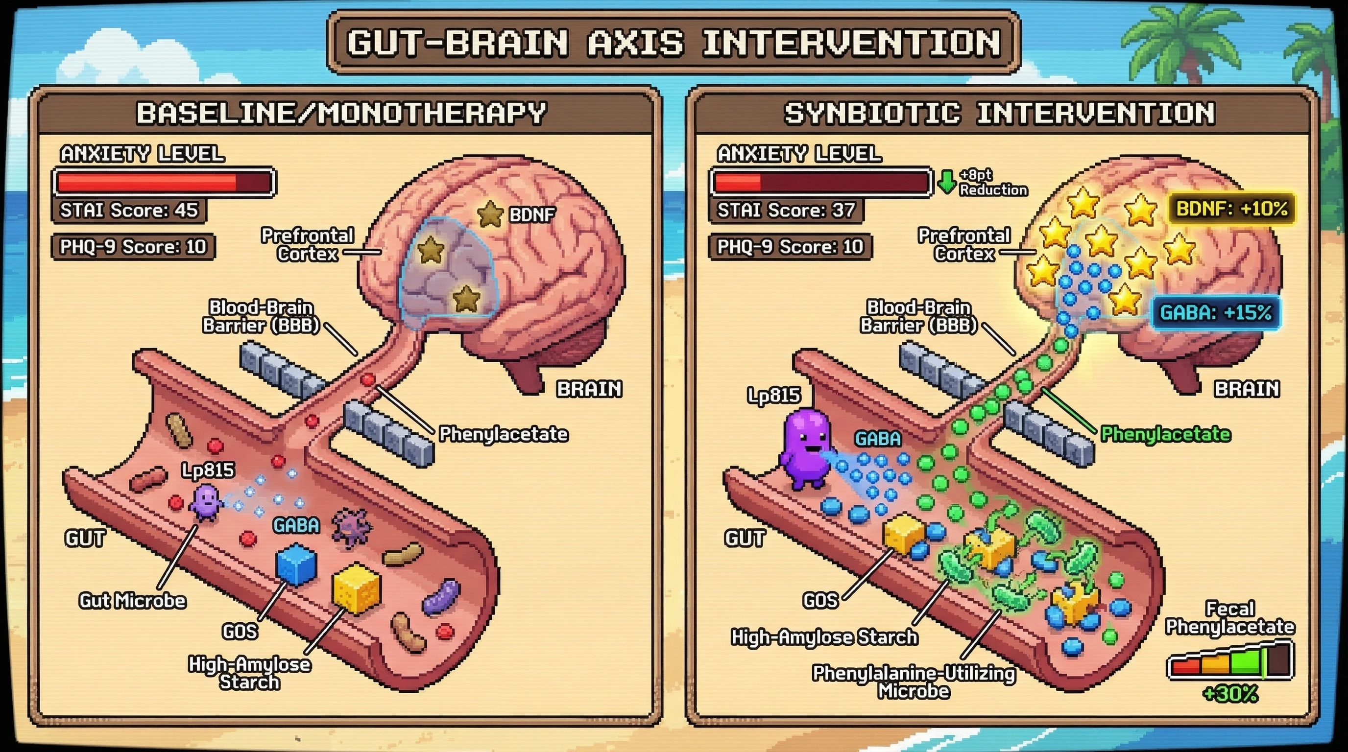 Mechanism: A synbiotic blend of GOS, high-amylose starch, and Lp815 increases microbial phenylacetate and GABA, boosting brain BDNF. Readout: Readout: This combination lowers anxiety scores by 8 points, increases fecal phenylacetate by 30%, urinary GABA by 15%, and CSF BDNF by 10%.