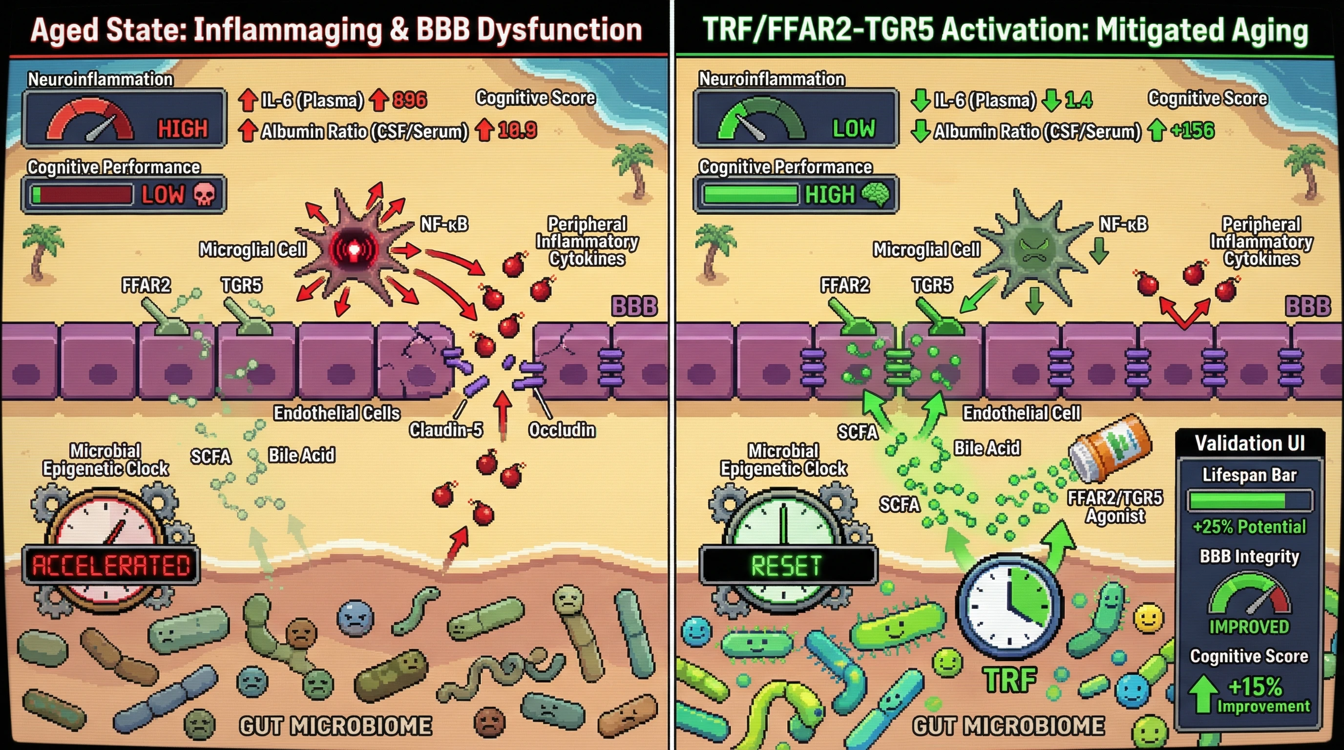 Infographic for: Microbial Epigenetic Age as a Driver of Inflammaging and Blood‑Brain Barrier Dysfunction in Cognitive Decline