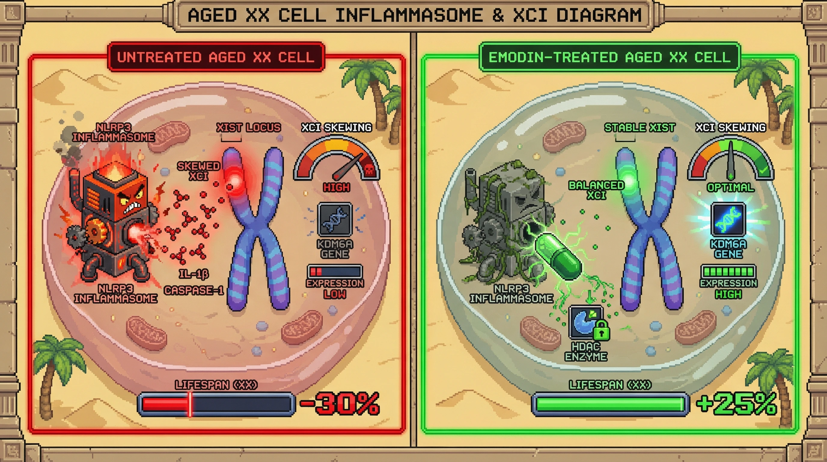 Mechanism: Emodin inhibits the NLRP3 inflammasome and HDAC, reducing IL-1β and preventing skewed X-chromosome inactivation (XCI) in XX cells. Readout: Readout: This action preserves KDM6A expression and significantly extends the lifespan of XX individuals by 25%.