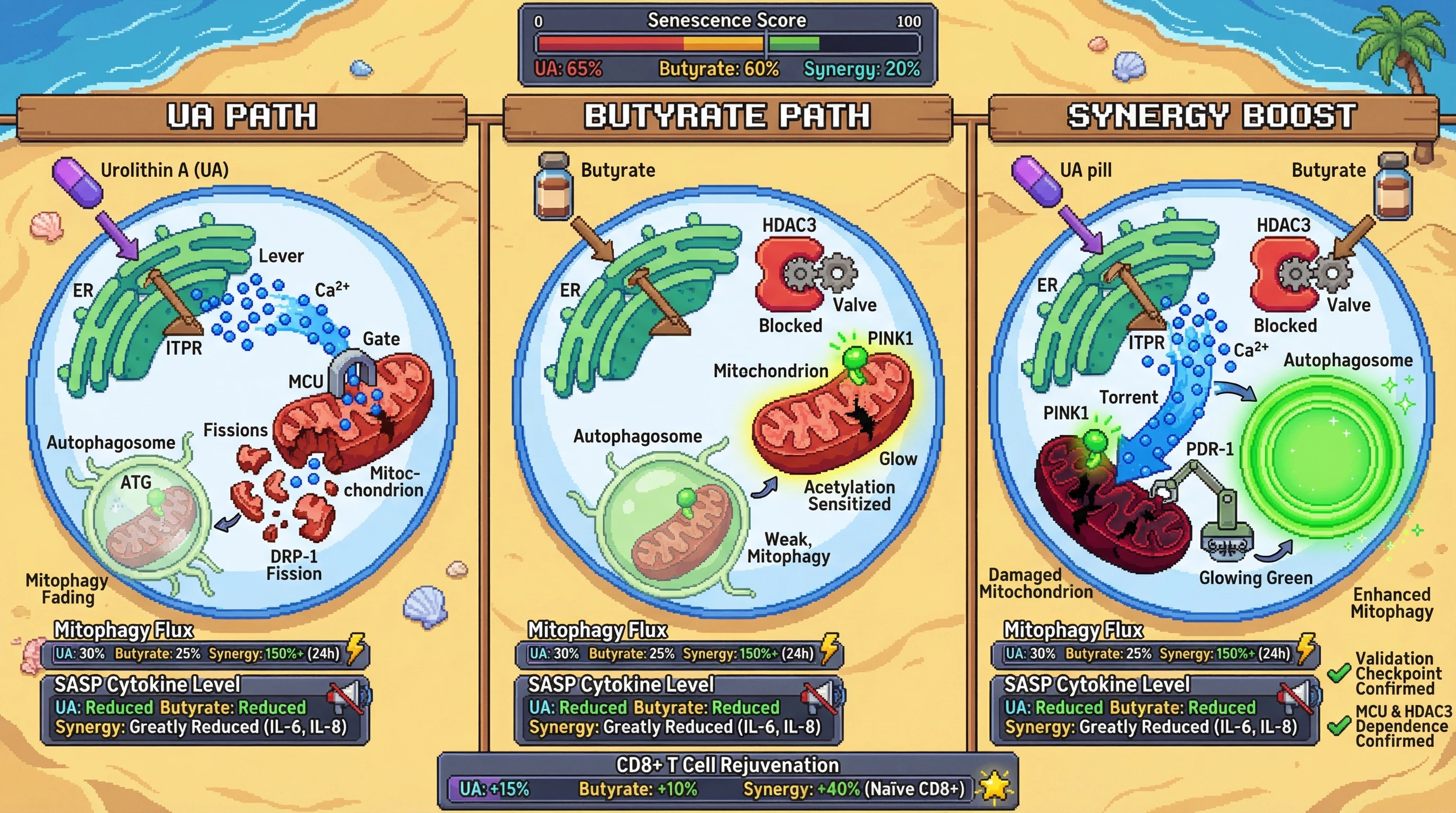 Infographic for: Synergistic Mitophagy Induction by Urolithin A and Fermented‑Derived Butyrate via ER Calcium–HDAC3 Axis Enhances CD8+ T Cell Rejuvenation