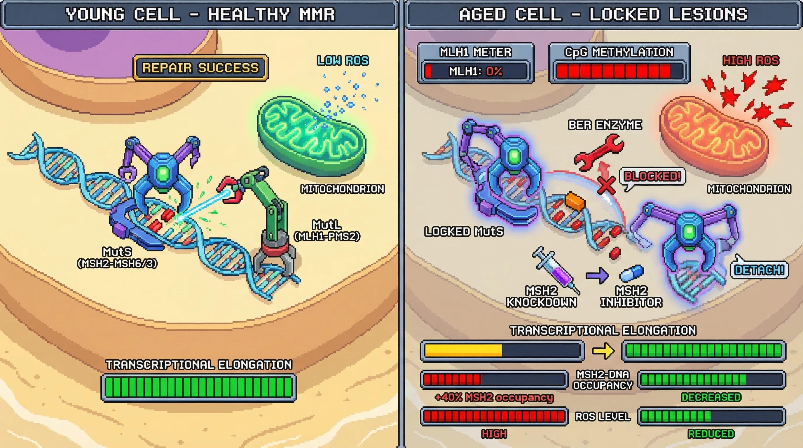 Mechanism: Age-related MLH1 loss causes MSH2 complexes to stall on DNA lesions, forming 'Locked Lesions' that block other repair systems. Readout: Readout: MSH2 knockdown in MLH1-deficient cells reduces MSH2-DNA occupancy, improves transcriptional elongation, and lowers ROS levels.