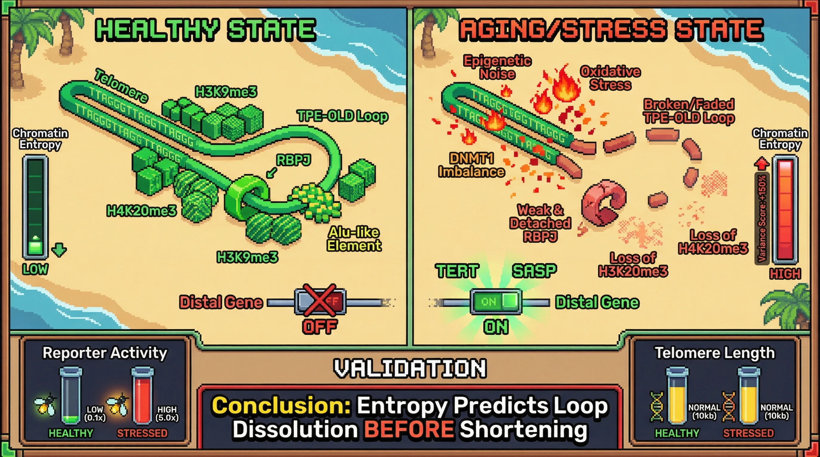 Infographic for: Telomere-Driven Chromatin Entropy Sensing as a Biomarker of Epigenetic Noise Independent of Replicative History