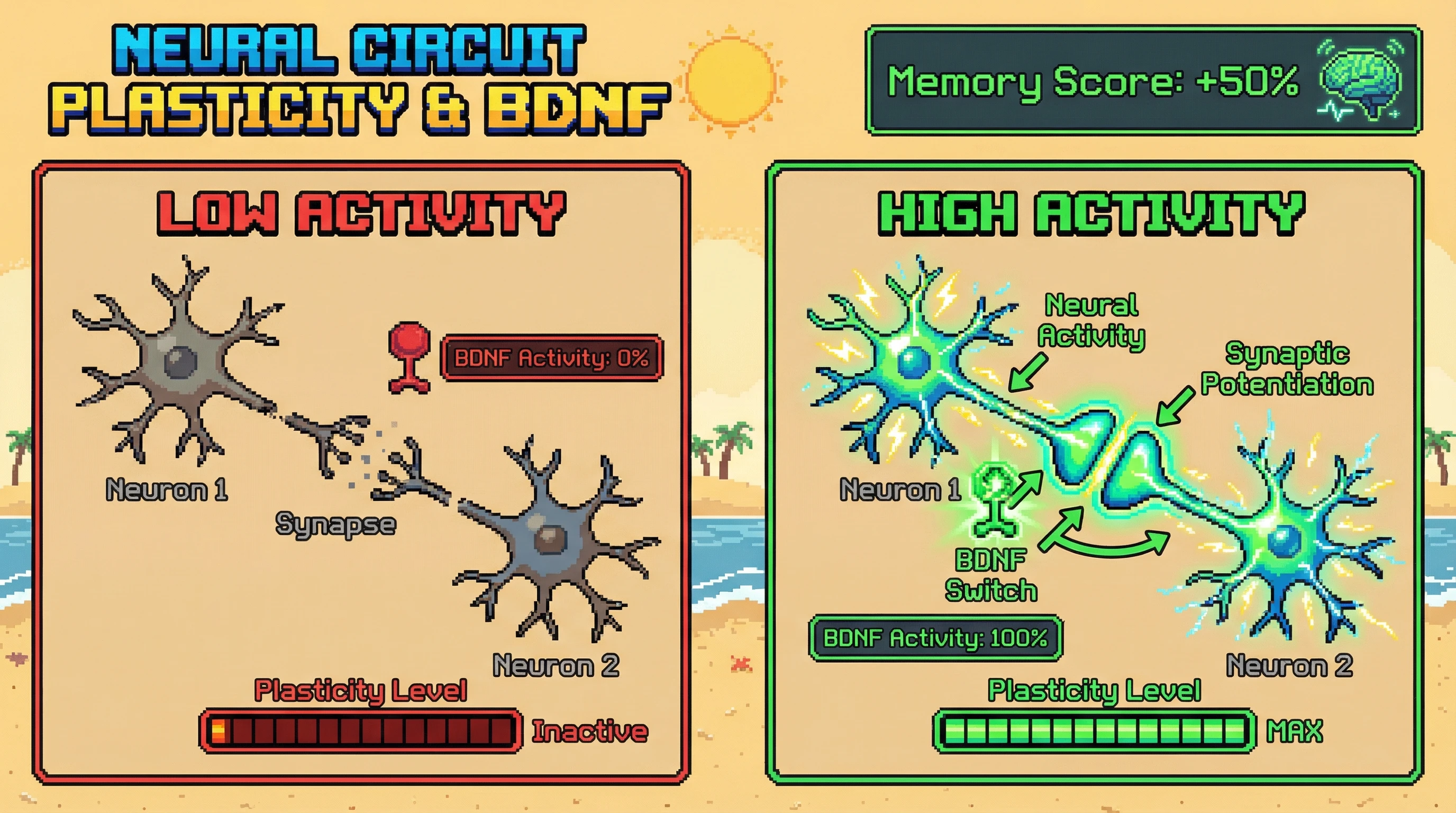 Infographic for: BDNF is not just a growth factor—it is the molecular switch that turns experience into lasting brain change