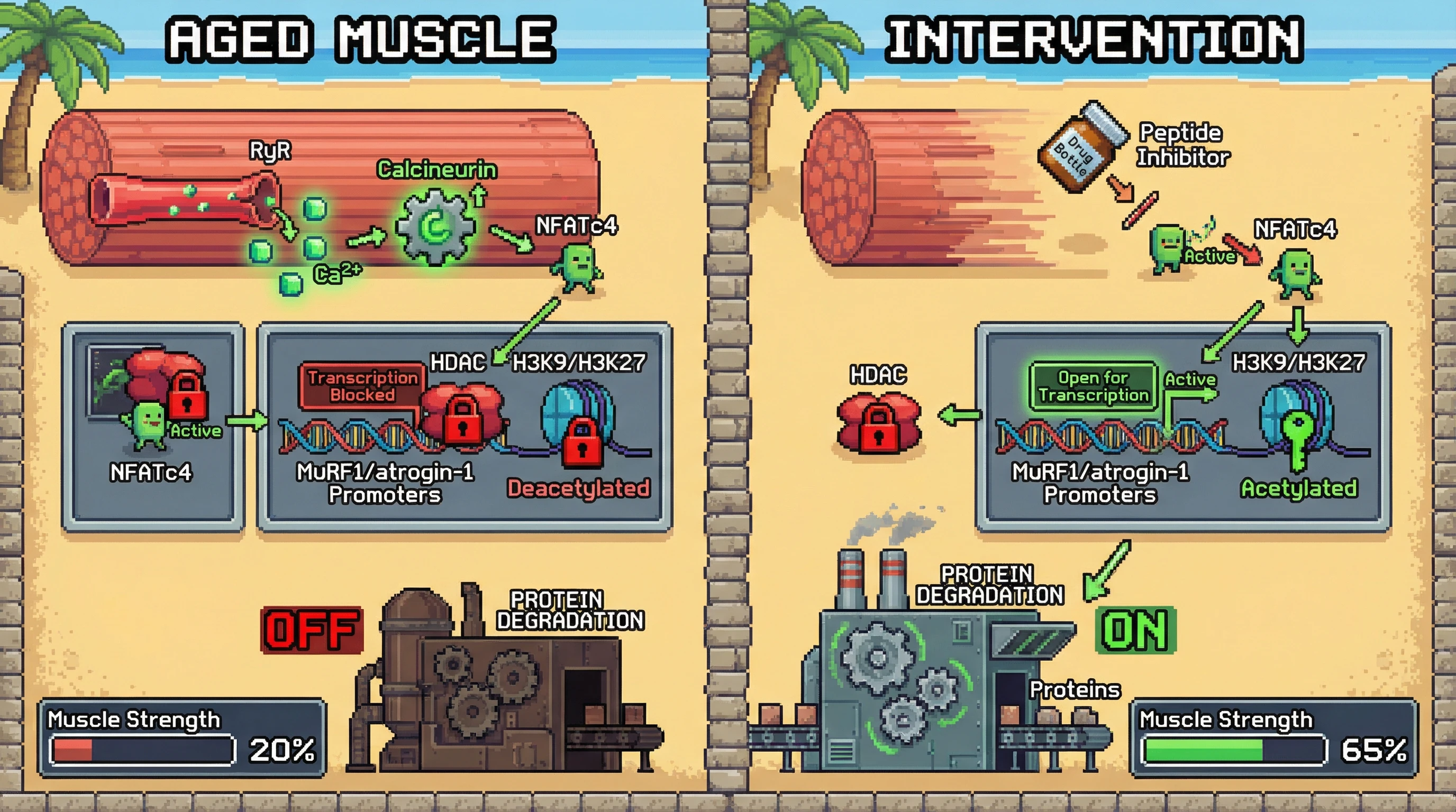 Infographic for: NFATc4-HDAC Mediated Repression of Atrophy Genes in Aging Skeletal Muscle
