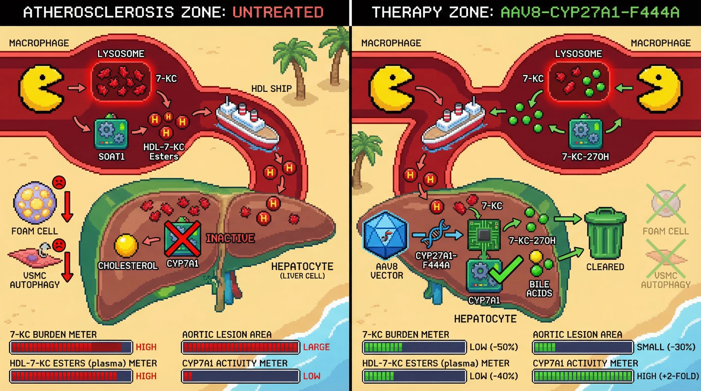 Mechanism: AAV8-CYP27A1-F444A delivered to the liver directly hydroxylates circulating 7-KC, reducing its accumulation and simultaneously derepressing CYP7A1 to restore bile acid synthesis. Readout: Readout: Aortic plaque 7-KC burden is reduced by ≥50%, aortic root lesion area by ≥30%, plasma HDL-associated 7-KC esters by ≥40%, and hepatic CYP7A1 activity is increased ≥2-fold.
