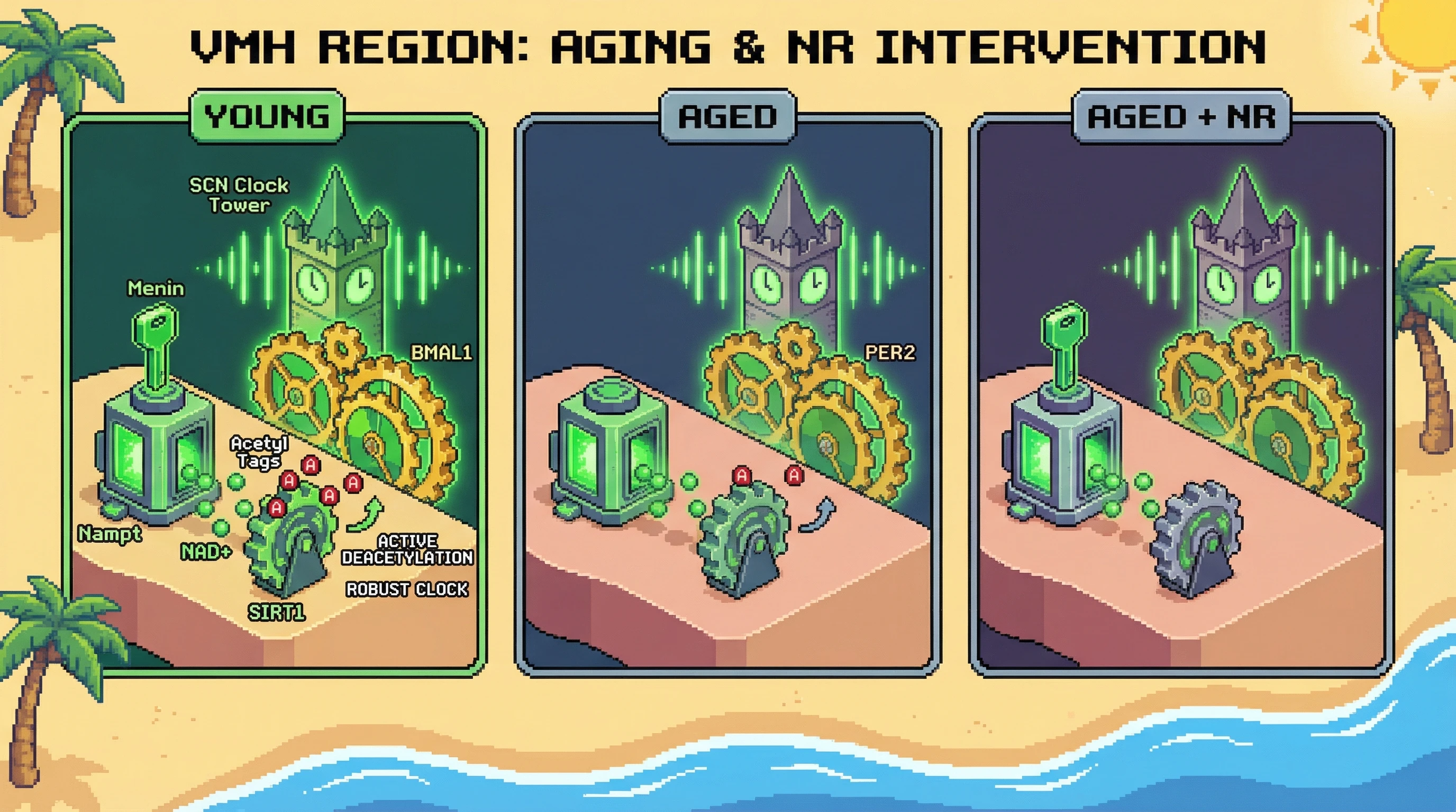 Infographic for: Hypothalamic Menin couples circadian NAD+ salvage to systemic aging via a SIRT1‑dependent feedback loop