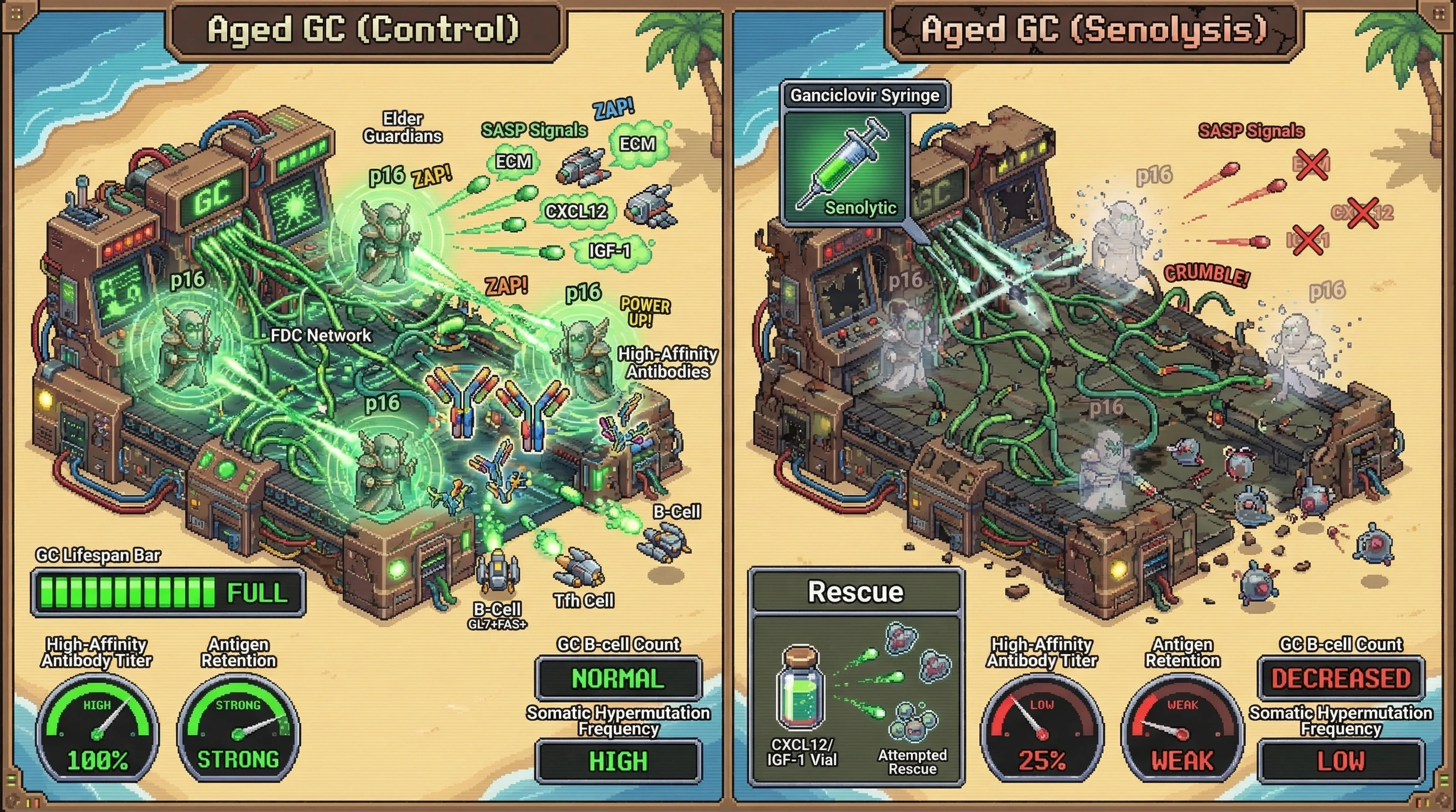 Infographic for: Senescent stromal and follicular dendritic cells sustain germinal center architecture via SASP‑derived extracellular matrix and chemokine signals, and their removal impairs affinity maturation in aged mice