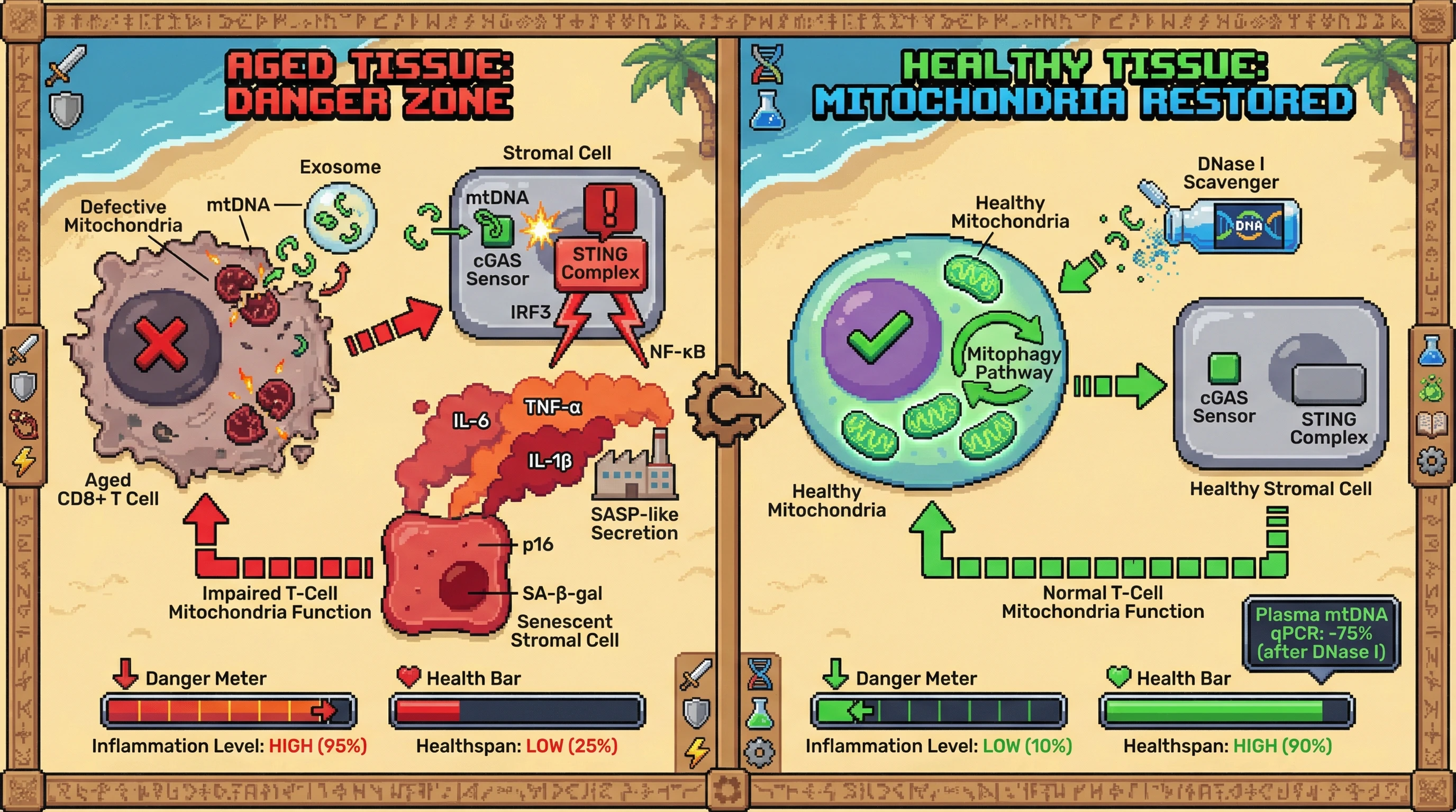 Infographic for: Mitochondrial DNA Release from Senescent T Cells Fuels a cGAS‑STING Driven Senescence Amplification Loop