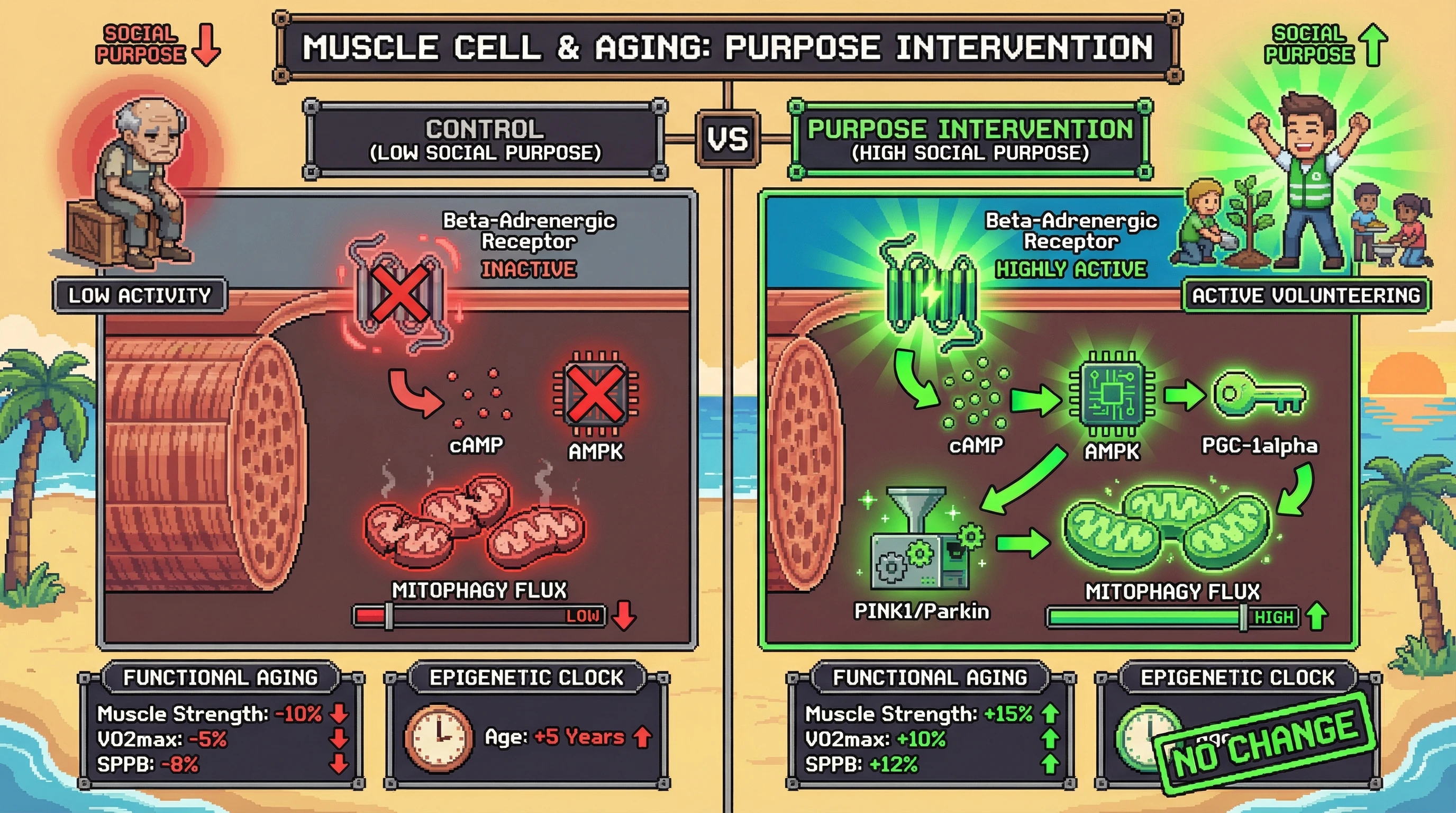 Mechanism: Social purpose activates β-adrenergic signaling, enhancing the PINK1/Parkin mitophagy pathway to improve mitochondrial quality. Readout: Readout: This leads to increased muscle strength and endurance, while epigenetic clock age remains unchanged compared to control.