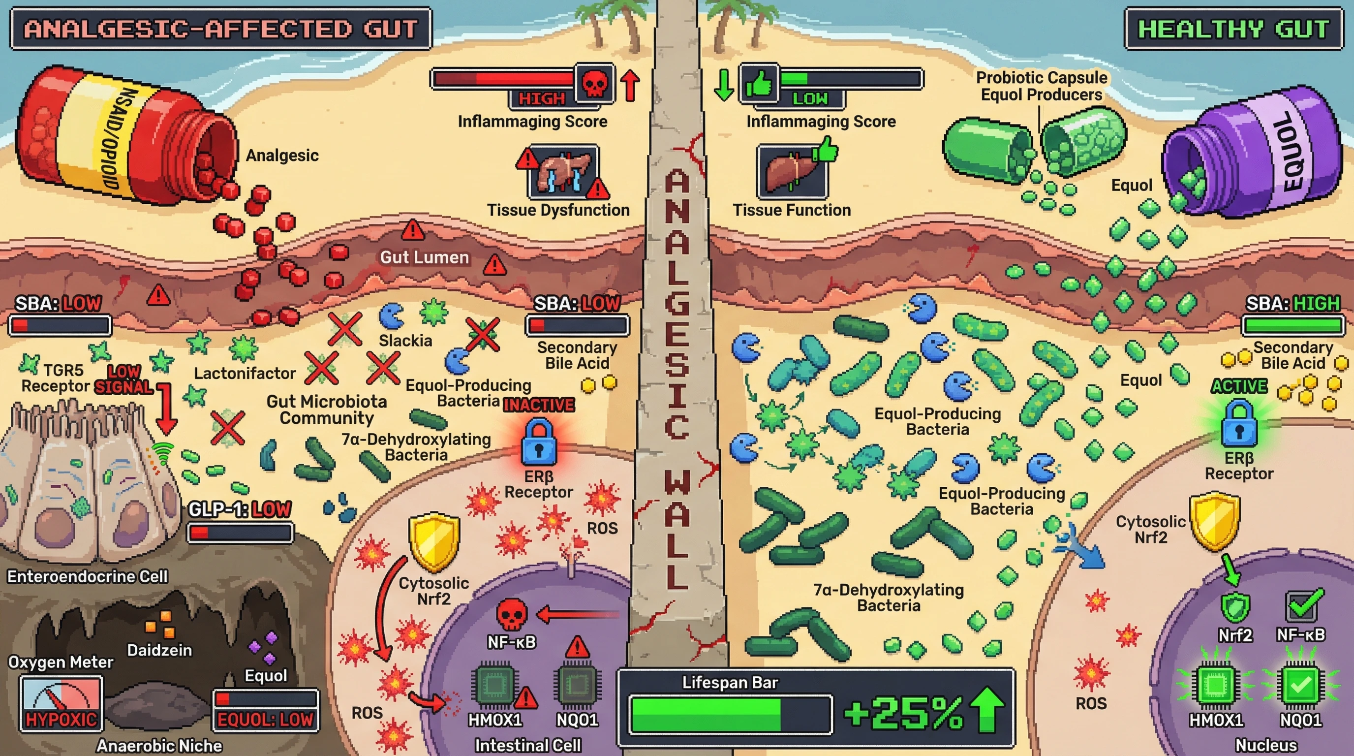 Mechanism: Chronic analgesic use depletes equol-producing gut bacteria, reducing equol-mediated Nrf2 activation and accelerating inflammaging. Readout: Readout: Predicted outcomes include lower fecal equol, reduced Nrf2 target gene expression, and higher inflammaging scores, with a potential 'Lifespan Bar: +25%' improvement upon intervention.