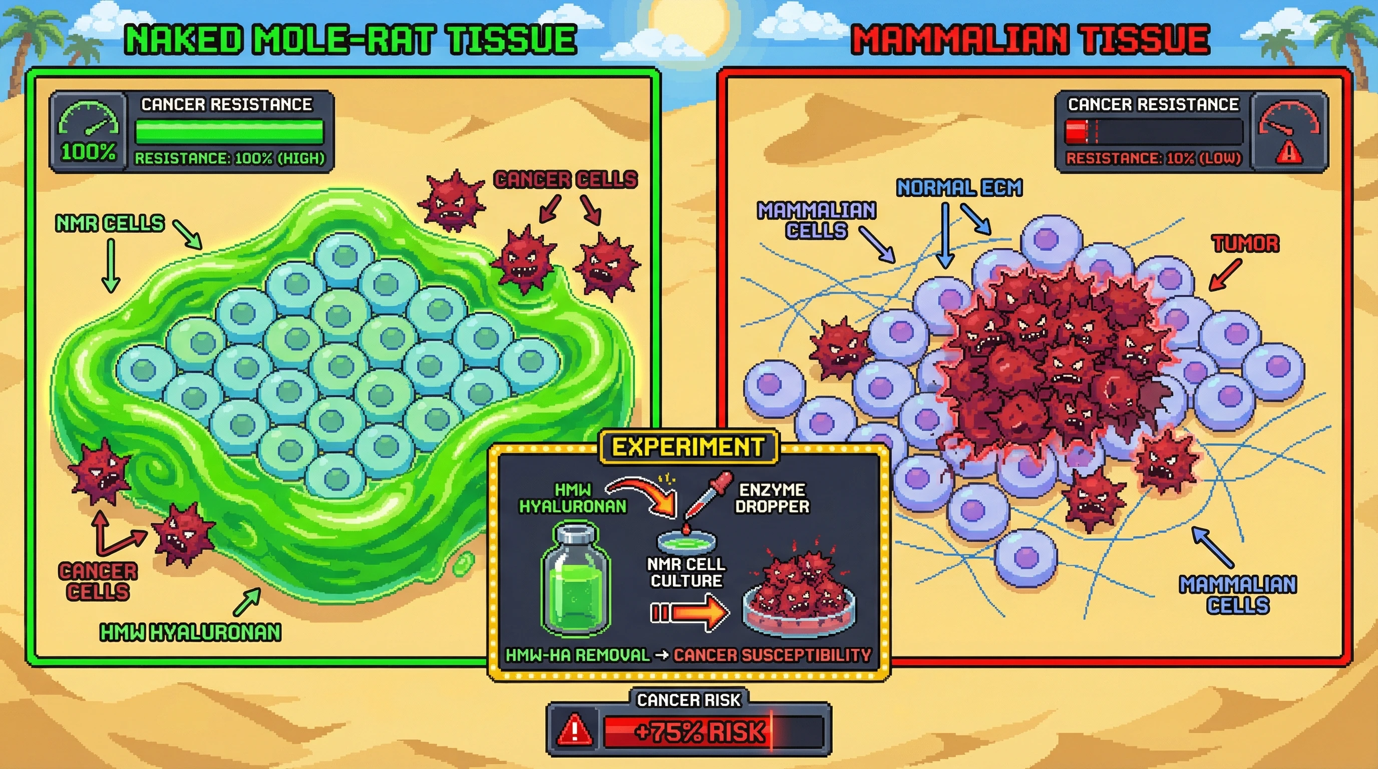 This infographic illustrates how naked mole-rats achieve exceptional cancer resistance not through DNA repair, but by possessing a unique, thick hyaluronan goo (HMW-HA) in their tissues that physically blocks tumor growth. When this protective barrier is removed, their cells become susceptible to cancer, similar to other mammals.