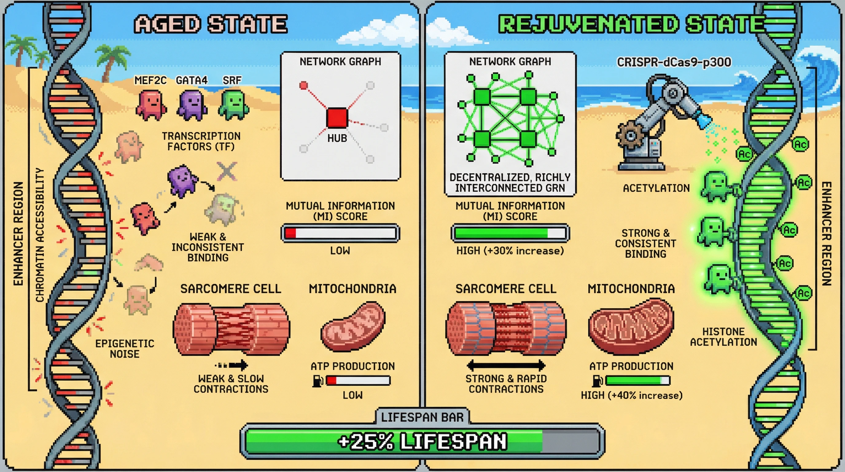 Infographic for: Enhancer‑Level Epigenetic Noise as the Primary Driver of Age‑Related Gene Regulatory Network Decay