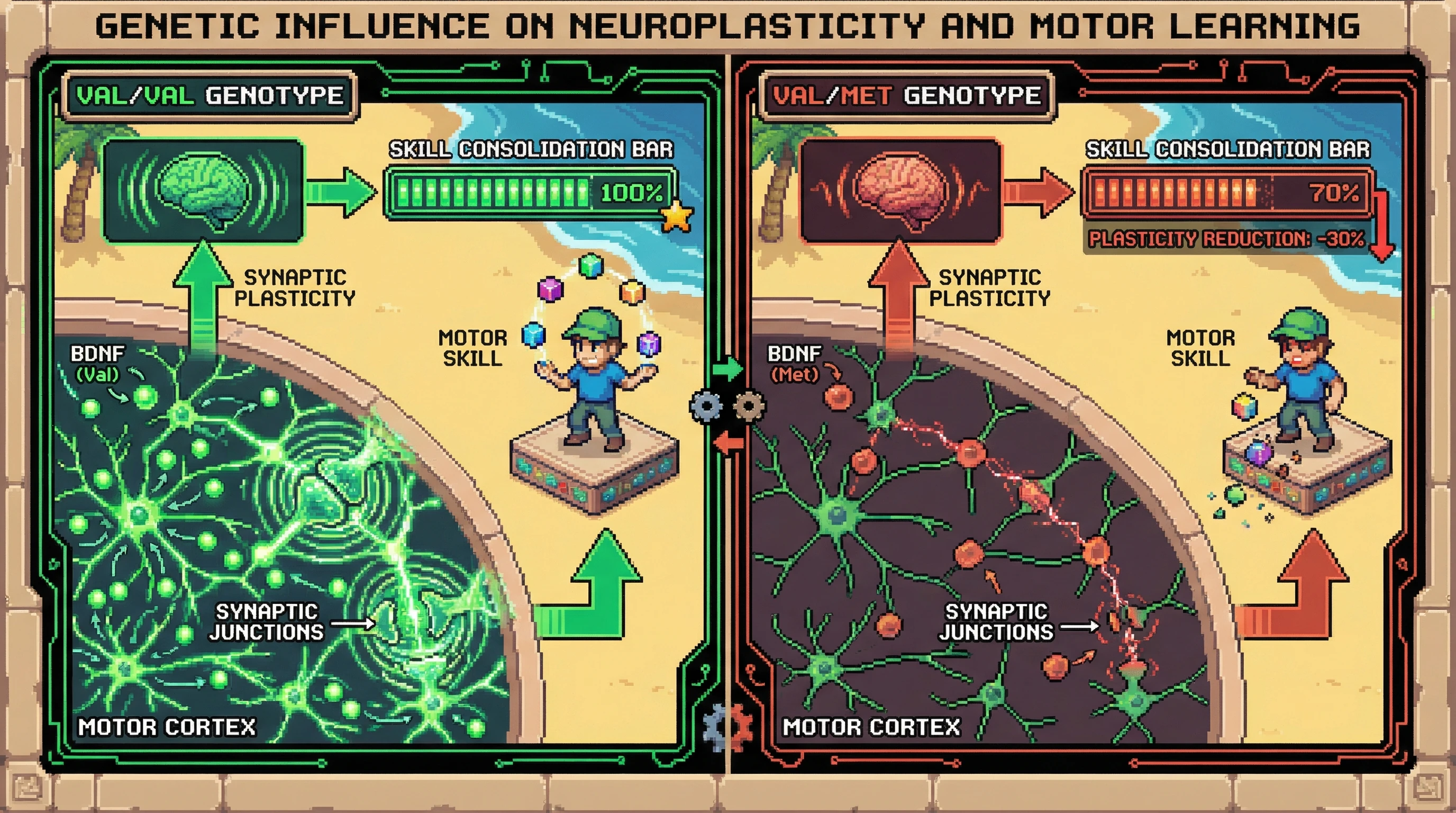 Infographic for: BDNF Val66Met carriers show 30% less motor cortex plasticity after skill learning