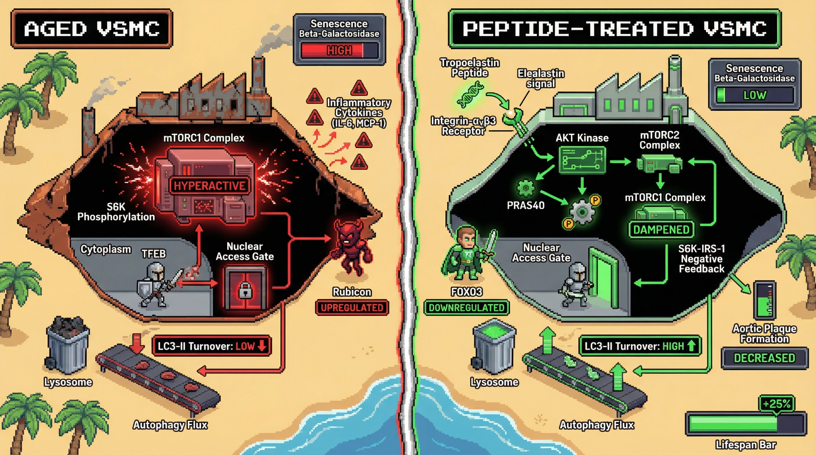 Infographic for: Tropoelastin-derived peptides reactivate autophagy in aged vascular smooth muscle by antagonizing mTORC1-Rubicon suppression