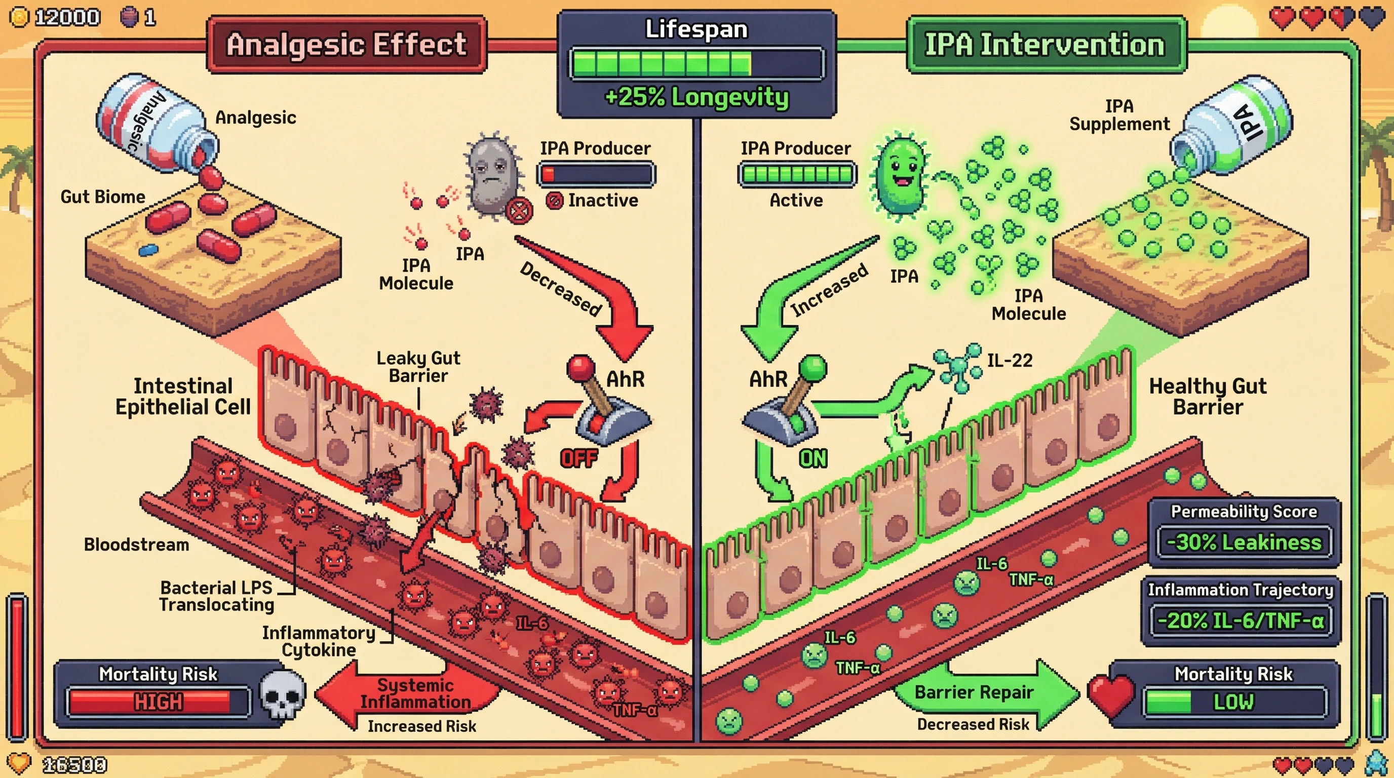 Indole-3-propionic acid (IPA) depletion mediates analgesic‑induced mortality by disrupting AhR‑dependent gut barrier integrity and systemic inflammation