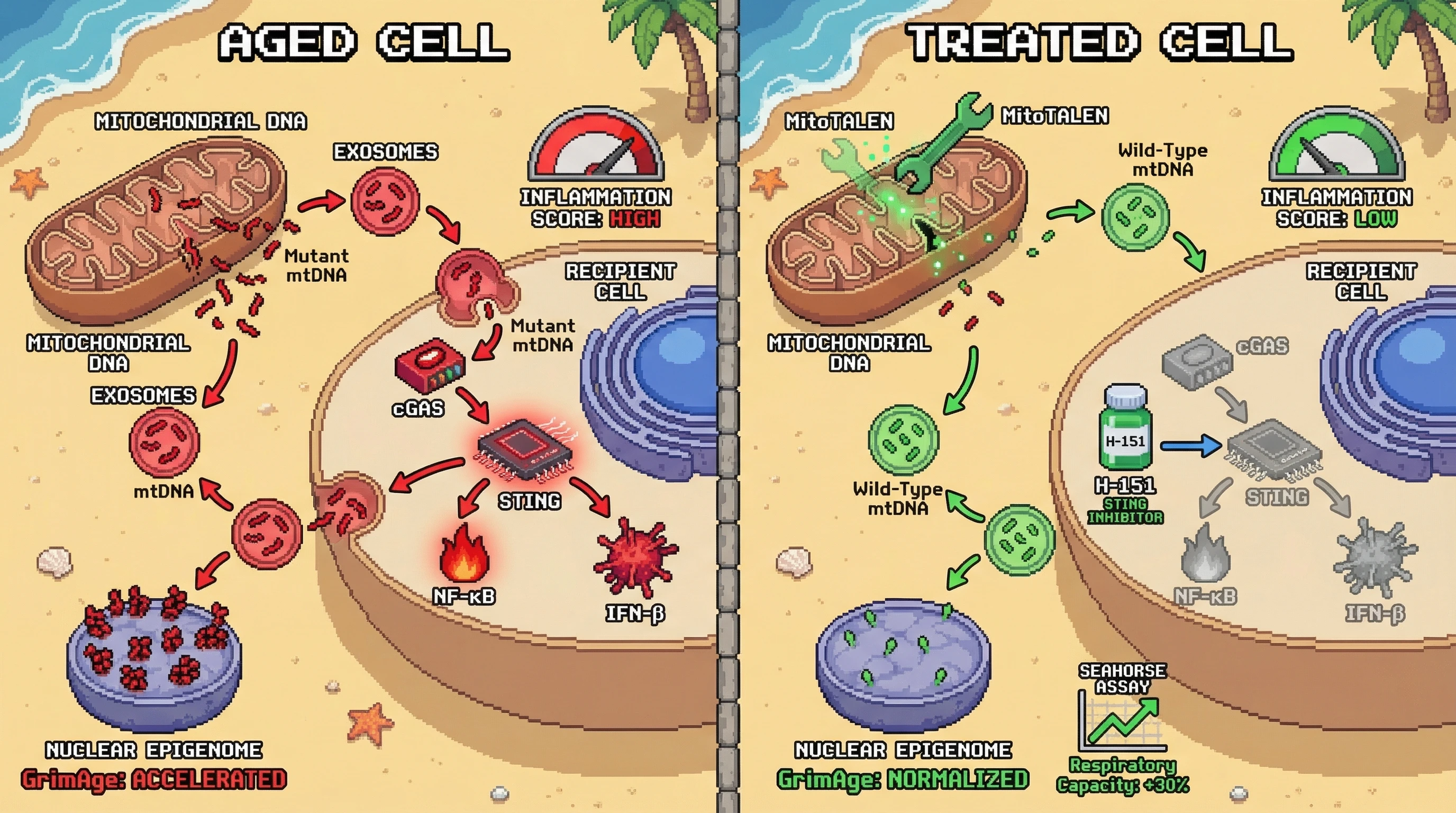 Mechanism: Mutant mitochondrial DNA, released via exosomes from aged cells, activates the cGAS-STING pathway in recipient cells, driving chronic inflammation and epigenetic aging. Readout: Readout: MitoTALENs or STING inhibitors reduce inflammation markers, normalize GrimAge acceleration, and improve respiratory capacity.