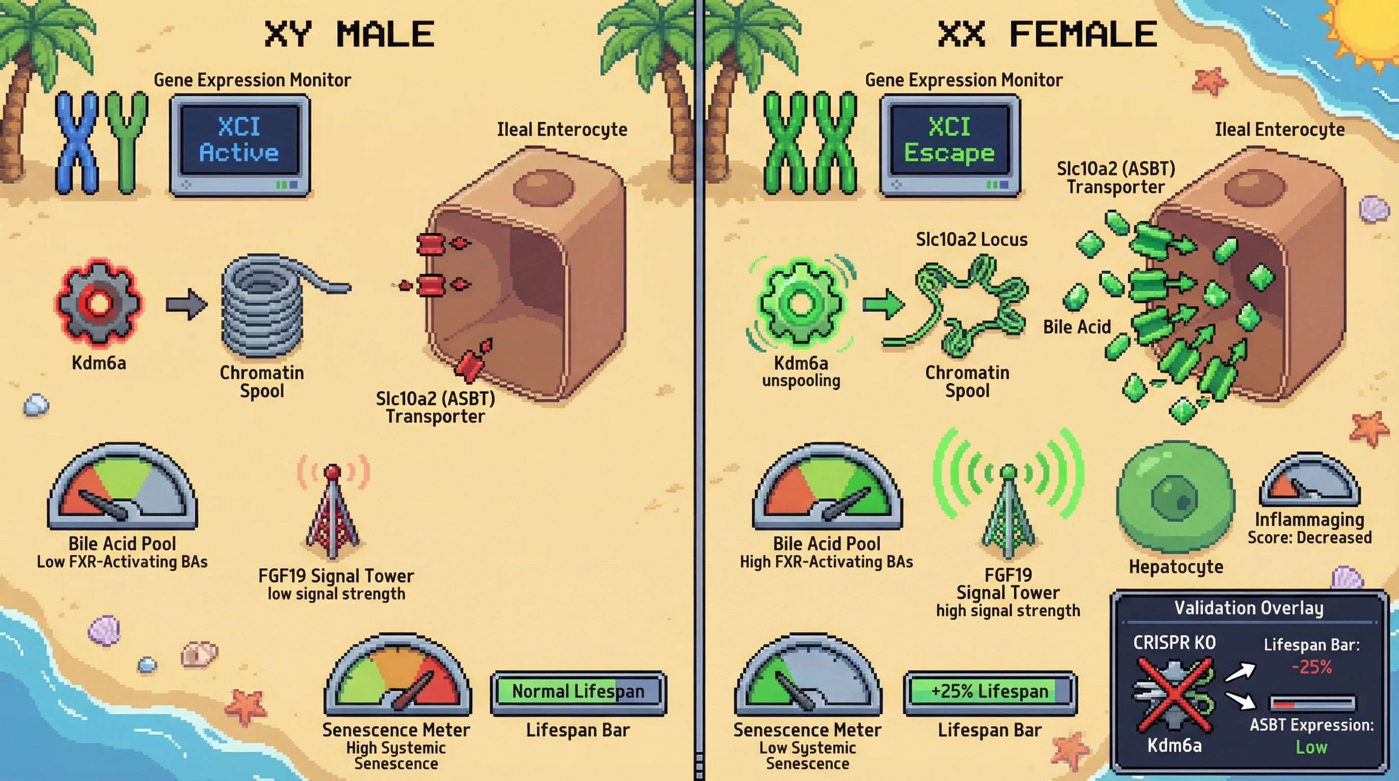 Infographic for: X Chromosome Dosage Regulates Ileal Bile Acid Transport via Escapee-Mediated Chromatin Remodeling to Promote Longevity