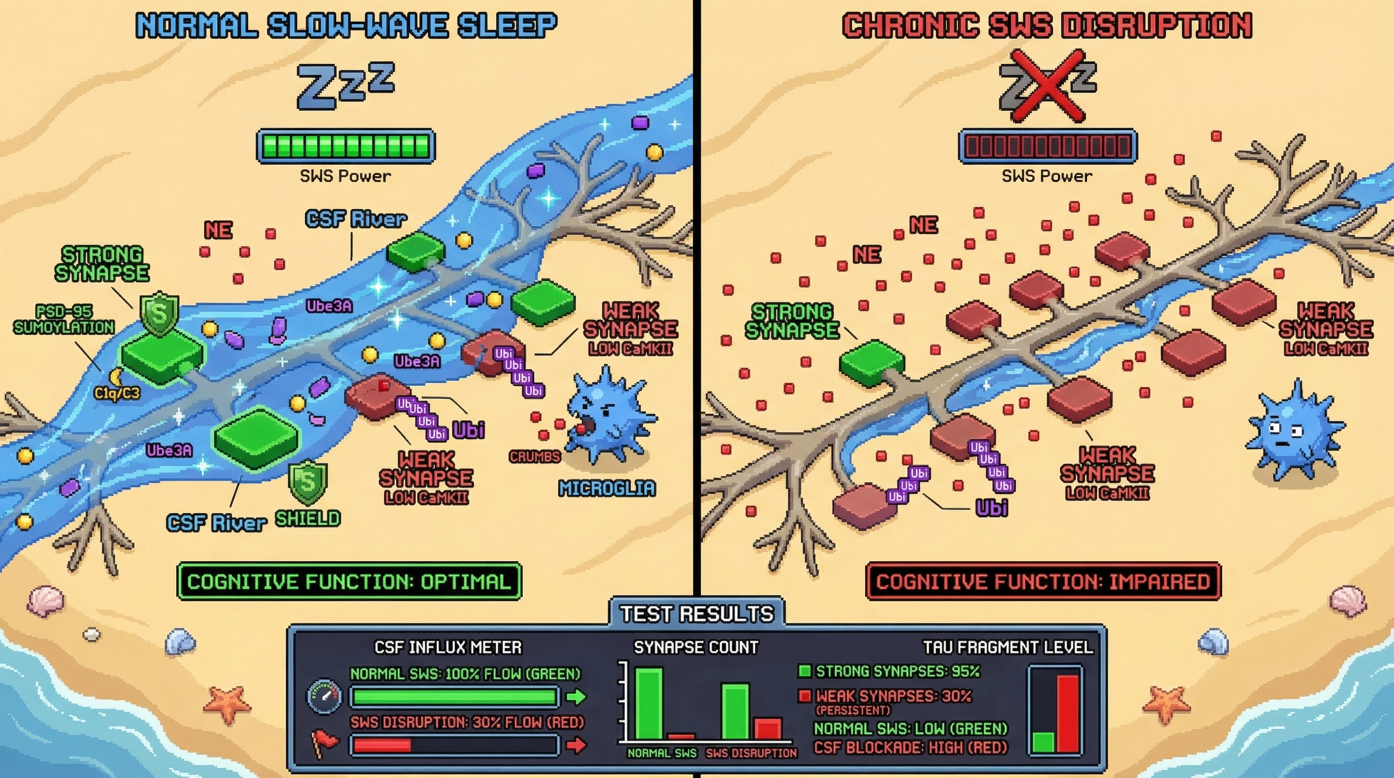Mechanism: During slow-wave sleep, cerebrospinal fluid influx expands perisynaptic spaces, allowing ubiquitin-ligases to tag and microglia to clear weak synapses. Readout: Readout: Normal sleep maintains low tau fragment levels and optimal cognitive function by selectively removing weak synapses, while SWS disruption leads to their pathological persistence.