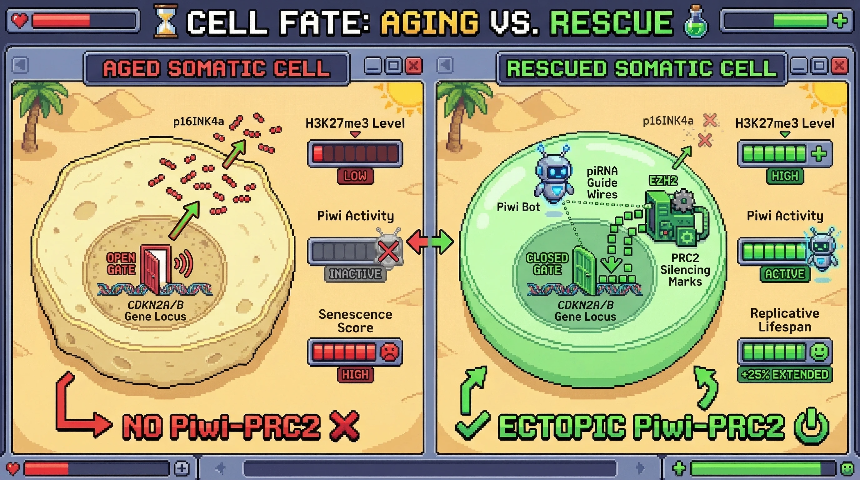 Infographic for: Piwi-guided PRC2 recruitment maintains CDKN2A silencing in the germline and can be harnessed to delay somatic senescence