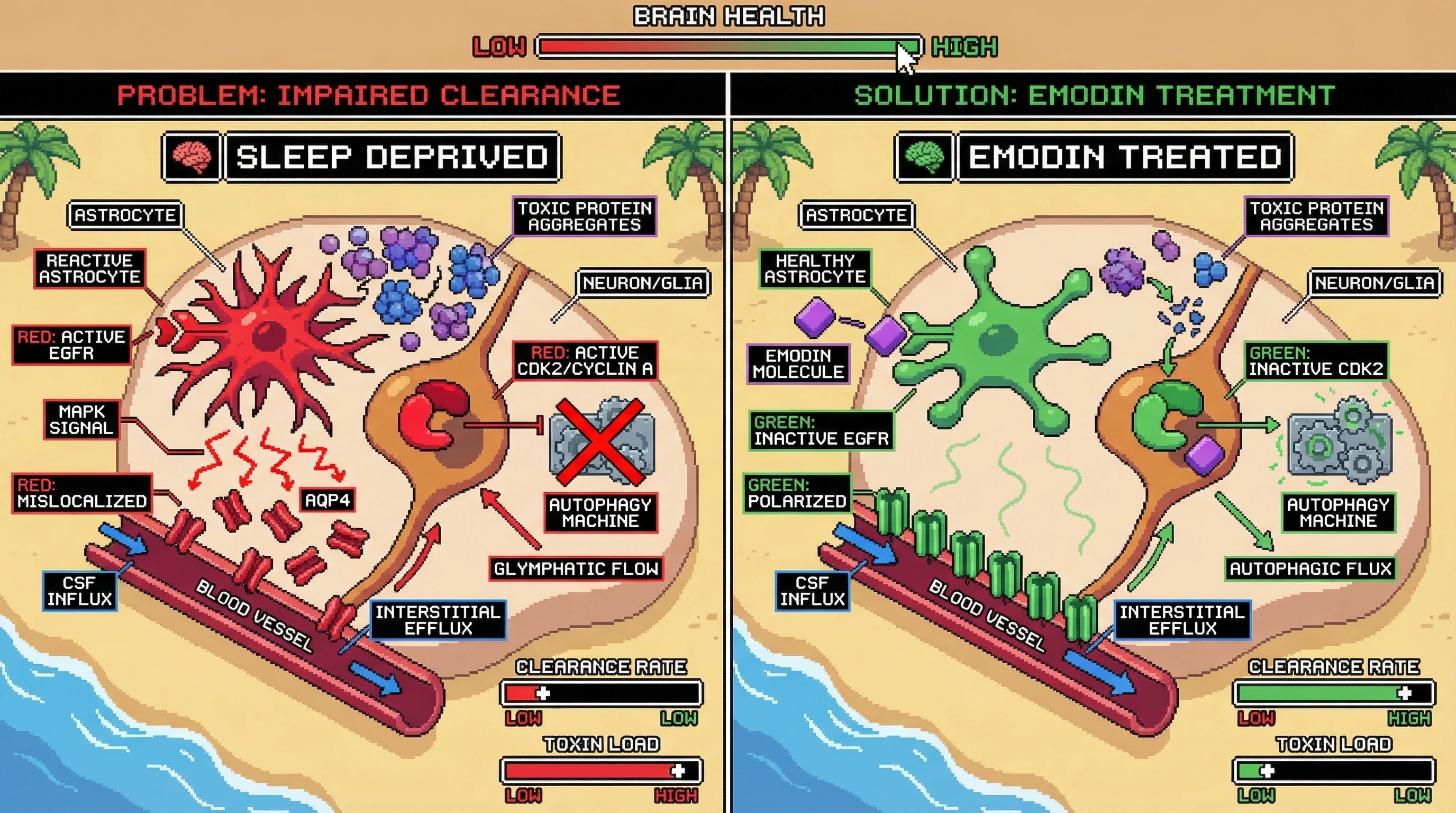 Mechanism: Emodin inhibits astrocytic EGFR and neuronal/glial CDK2, restoring AQP4 polarization and boosting autophagic flux. Readout: Readout: This dual action enhances sleep-dependent glymphatic and autophagic clearance of toxic protein aggregates, improving brain health.